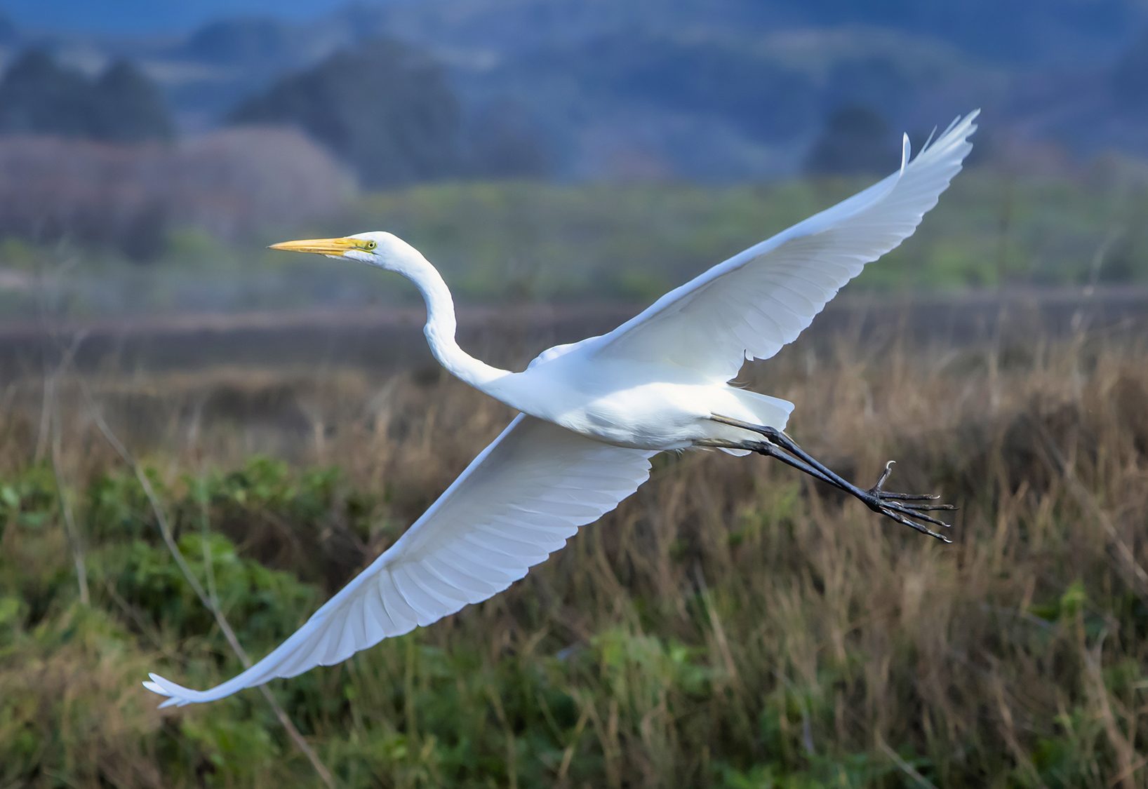 Spread them wings!, Pescadero Creek Rd, Pescadero, CA, USA. Wildlife photograph by Daniel Haniger, finalist in the Shoot The Frame Wildlife photography award, January 2022