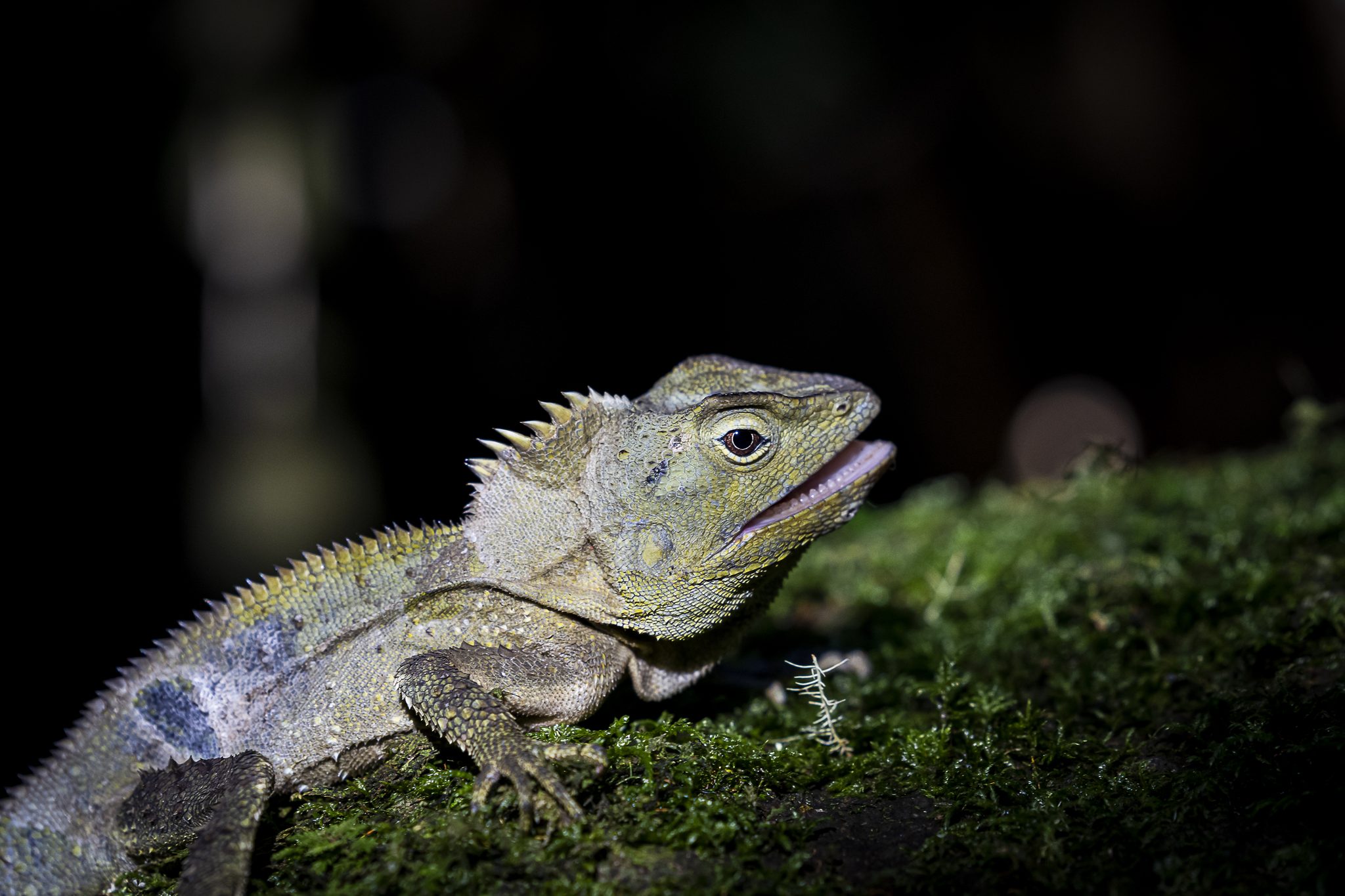 Southern Forest Dragon. Wildlife photograph by Grant Hunt, finalist in the Shoot The Frame Wildlife photography award, January 2022