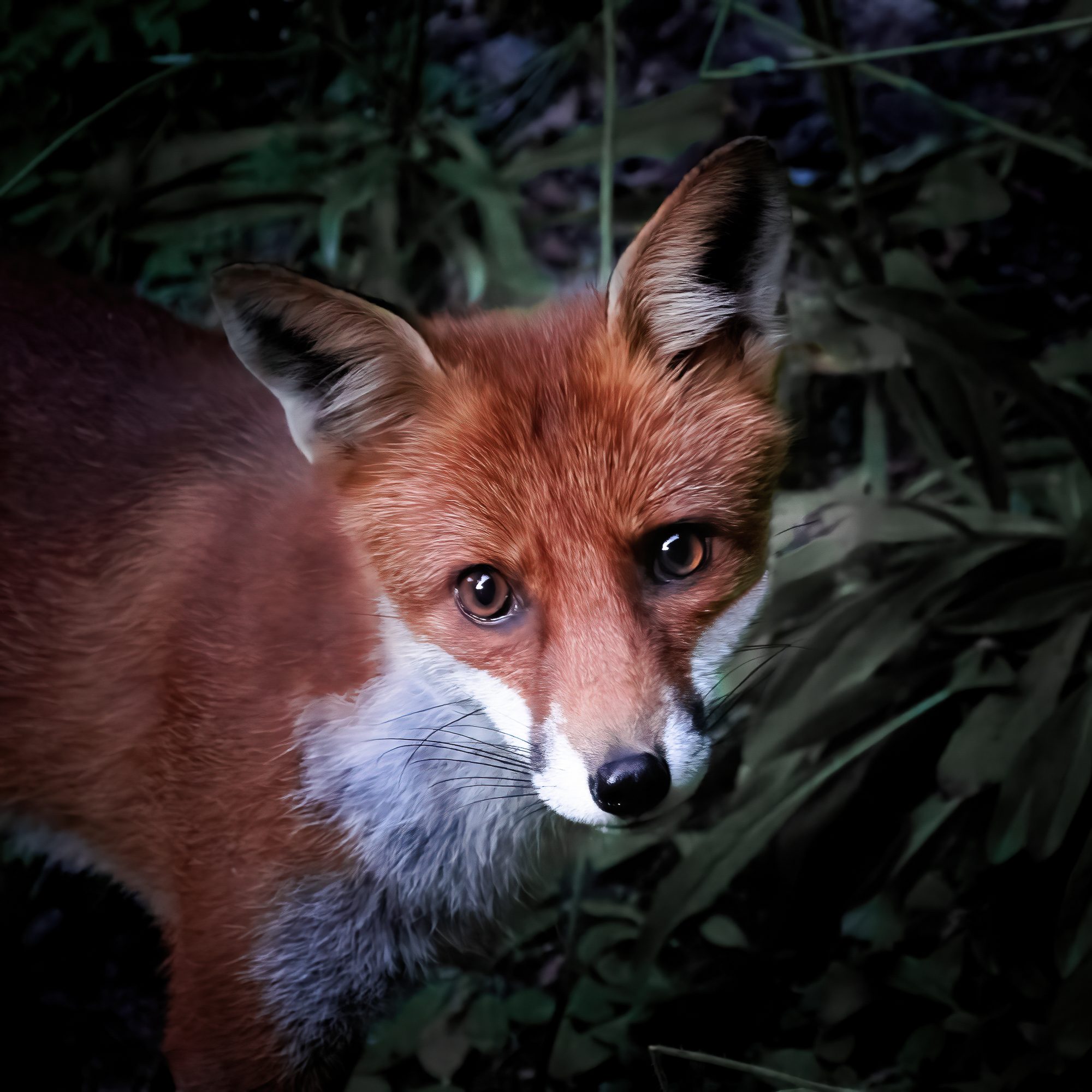 LA VOLPE, COURMAYEUR, ITALY 2021, Courmayeur, Aosta Valley, Italy. Wildlife photograph by Julien Coomans, finalist in the Shoot The Frame Wildlife photography award, January 2022