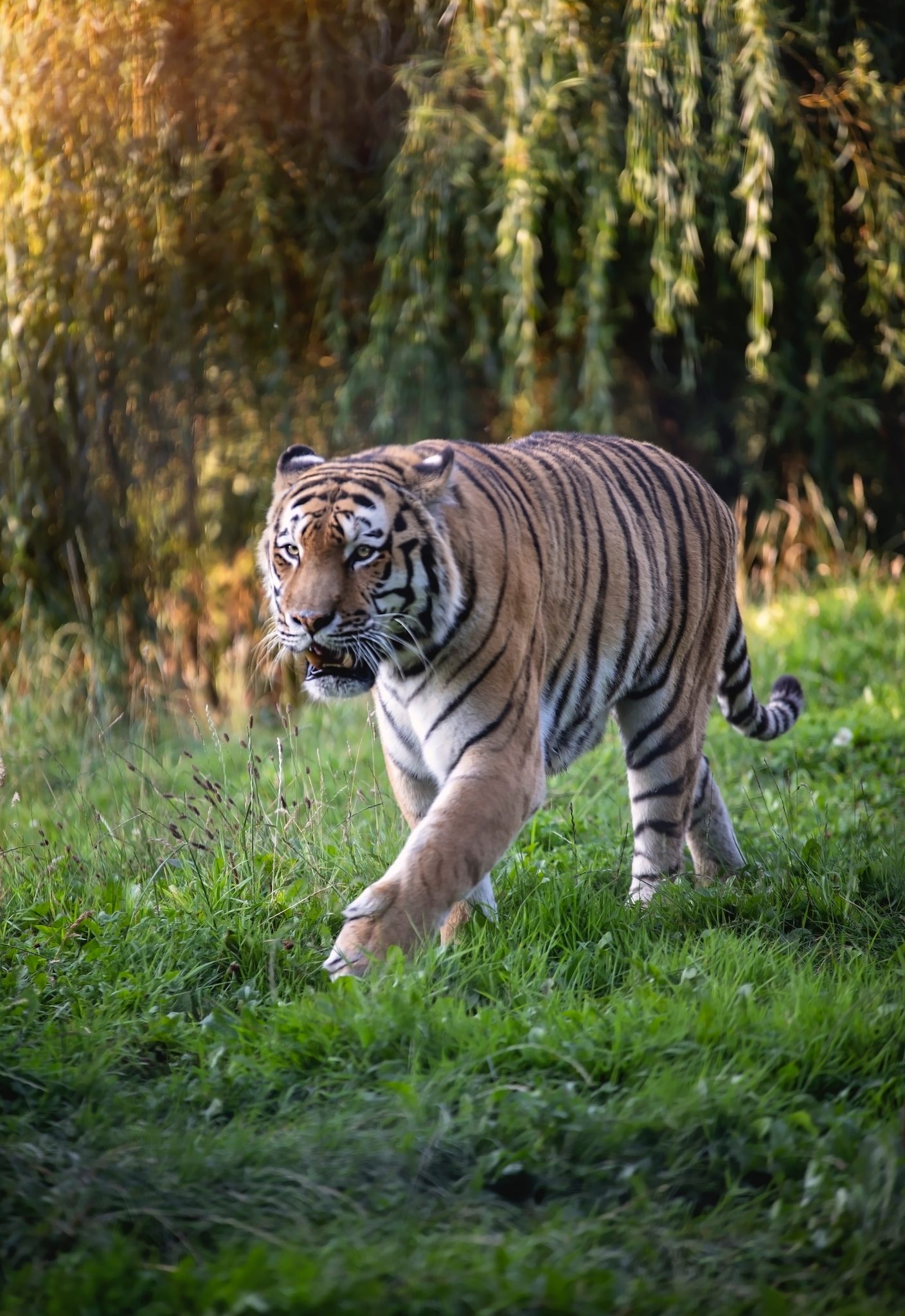 Wildlife park tiger, Doncaster, UK. Wildlife photograph by Paul Hamblin, finalist in the Shoot The Frame Wildlife photography award, January 2022