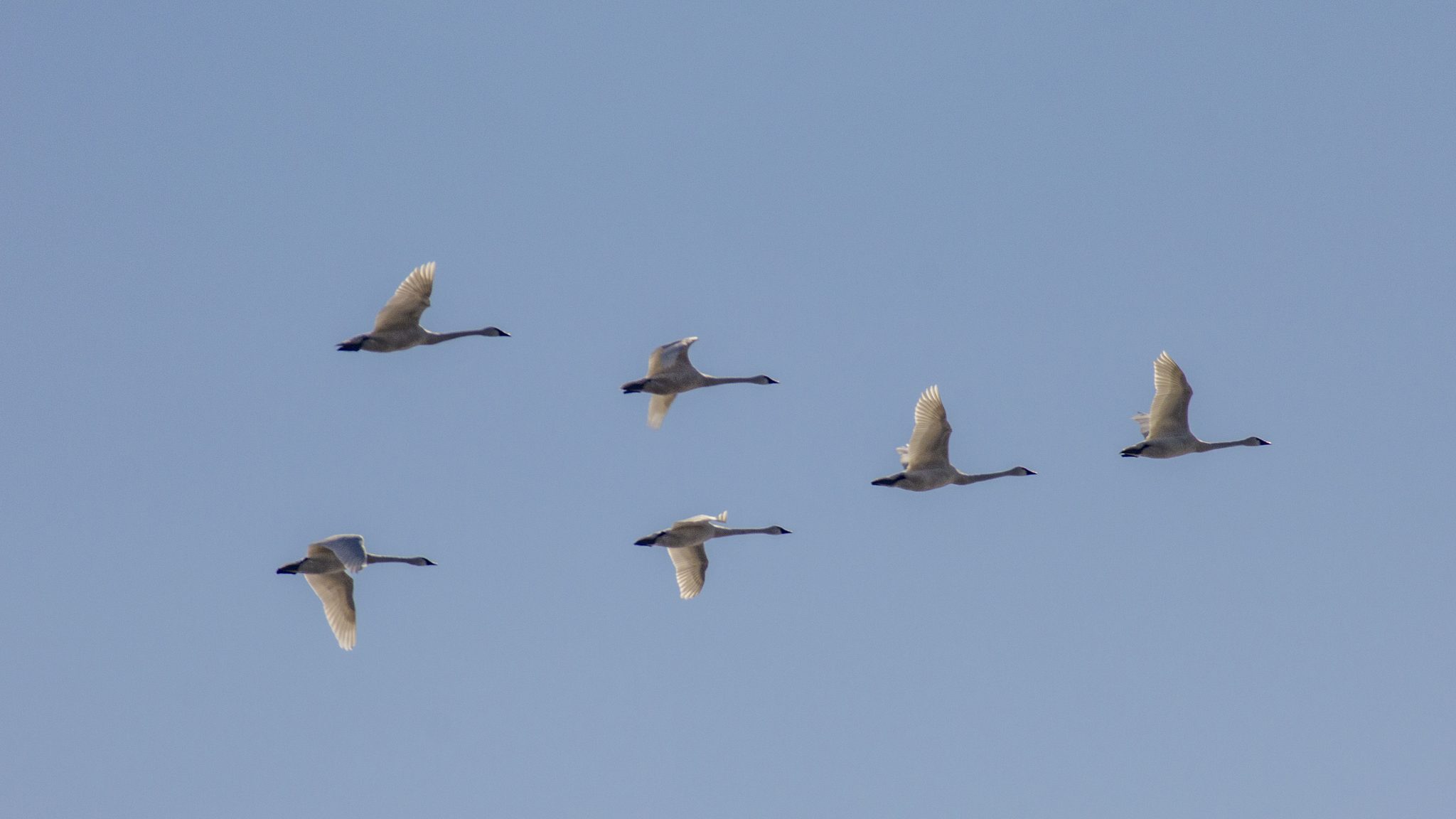 Snow Geese In Flight, Kleinfeltersville, PA 17073, USA. Wildlife photograph by David Speace, finalist in the Shoot The Frame Wildlife photography award, February 2022