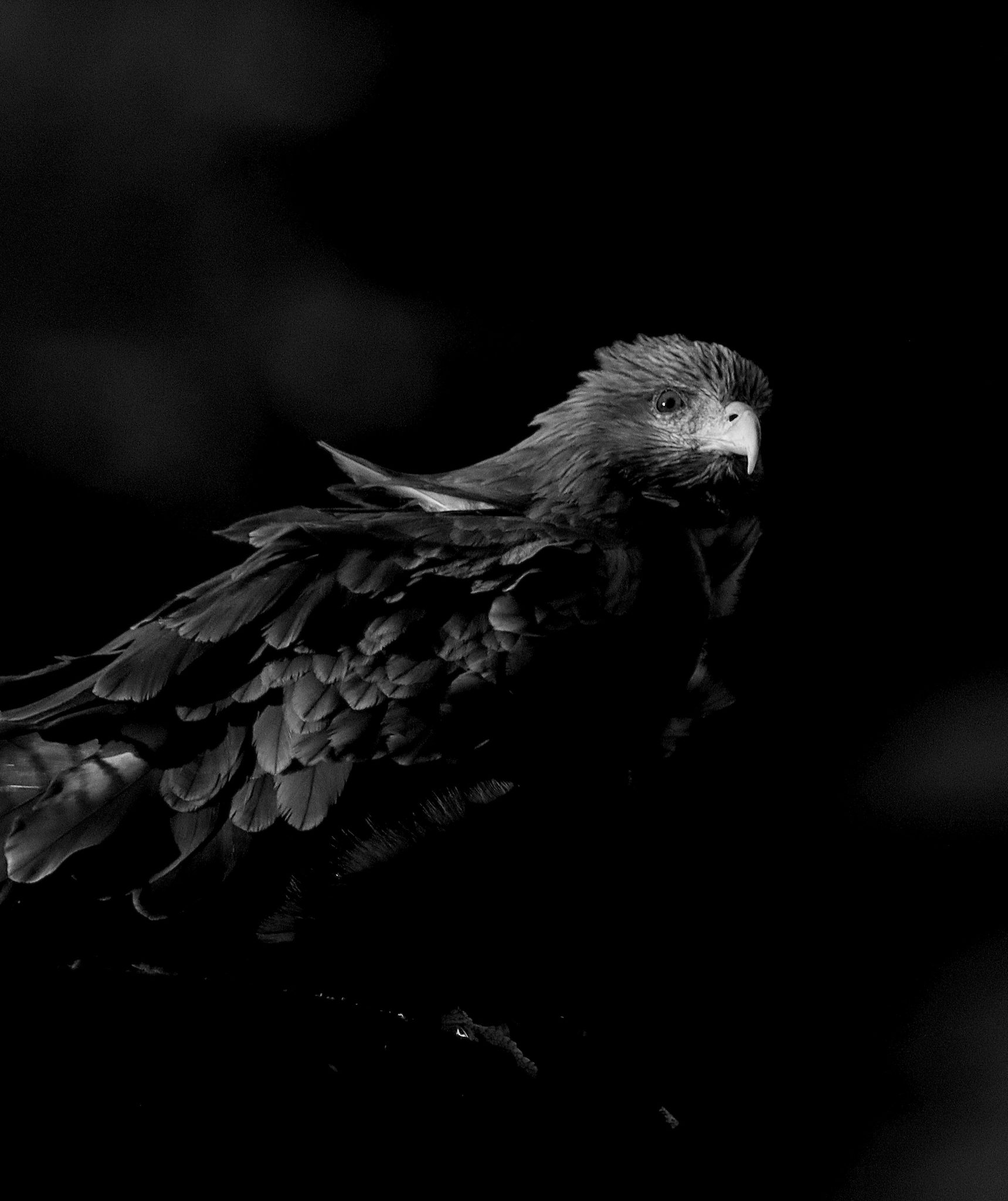 Eagle in the dark, Nairobi, Kenya. Wildlife photograph by Ofir Drori, winner of the Shoot The Frame Wildlife photography award, February 2022