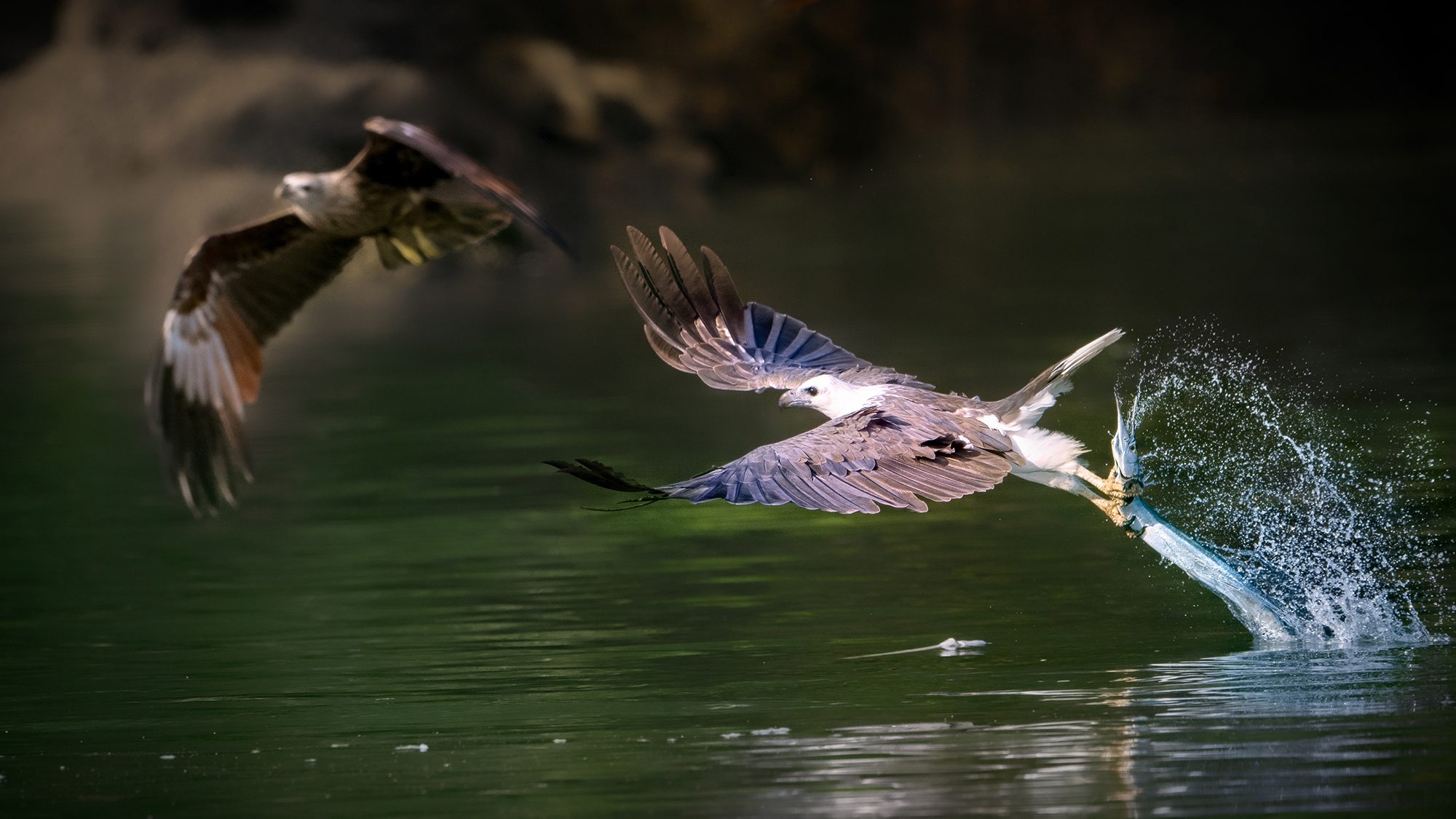 Eagle's Catch, Malaysia. Wildlife photograph by ChanOnn Fong, finalist in the Shoot The Frame Wildlife photography award, March 2022