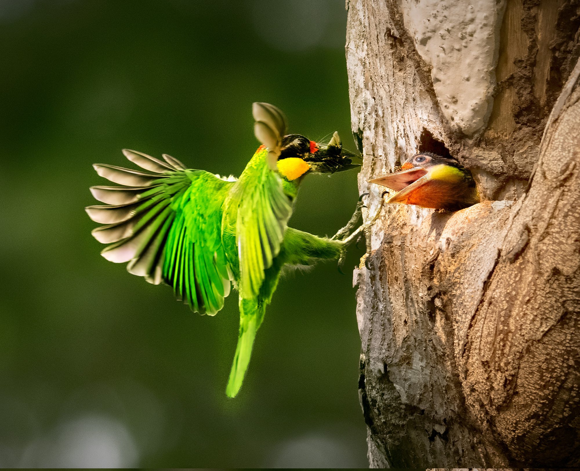 Golden-whiskered Barbet Feeding, Malaysia. Wildlife photograph by ChanOnn Fong, finalist in the Shoot The Frame Wildlife photography award, March 2022