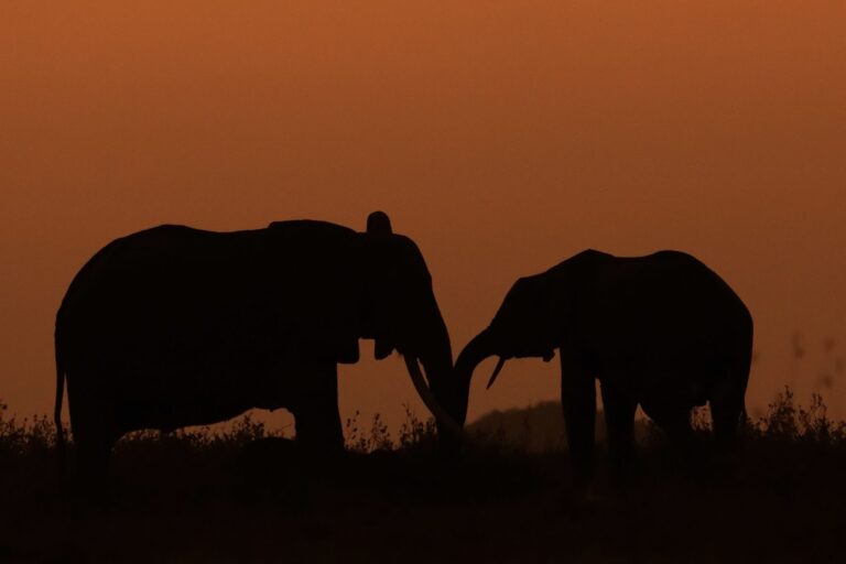 Elephant early morning hug, Amboseli, Kenya. Wildlife photograph by Ofir Drori, finalist in the Shoot The Frame Wildlife photography award, March 2022