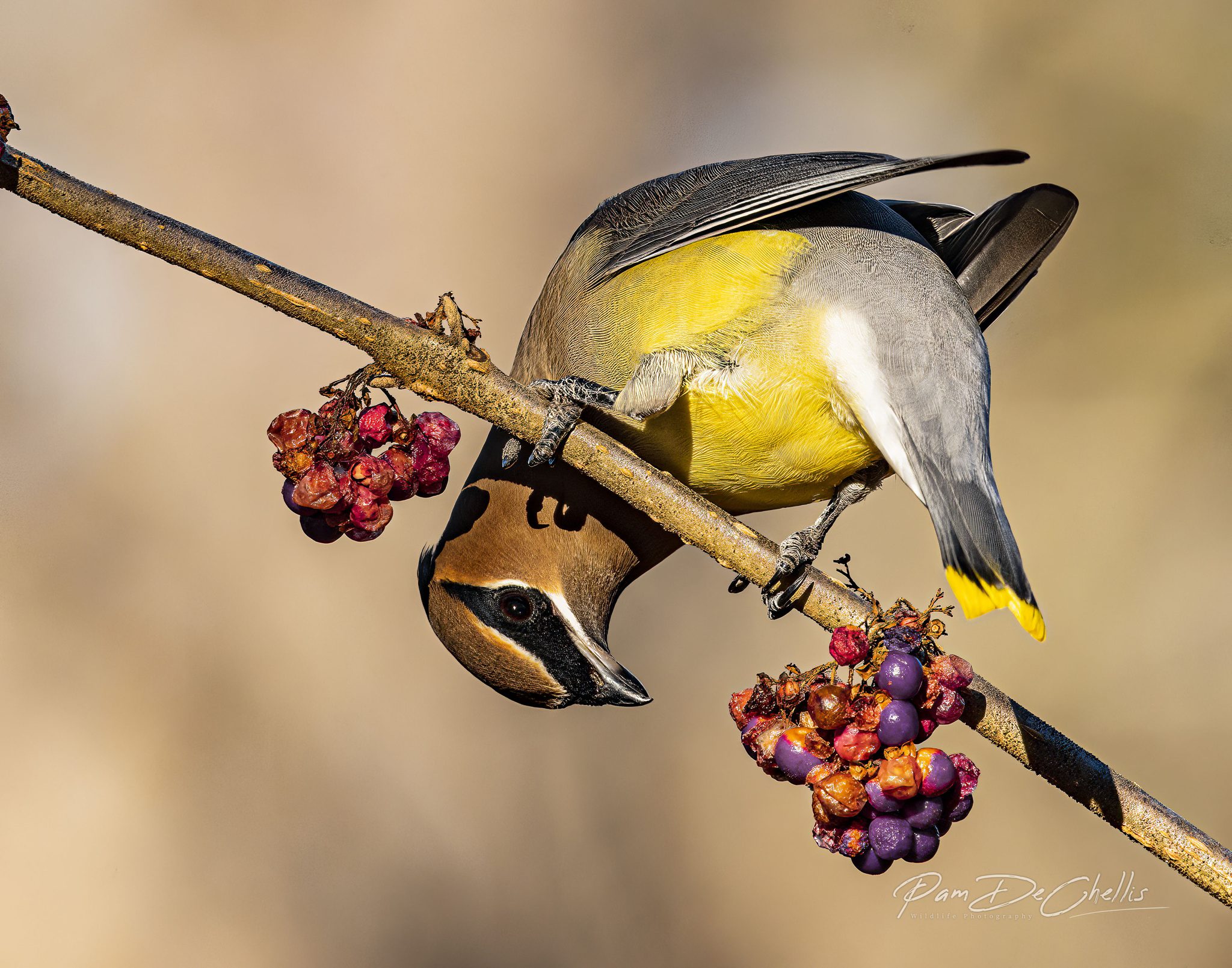 Upside Down You Turn Me, Devils Fork State Park, SC. Wildlife photograph by Pam DeChellis, finalist in the Shoot The Frame Wildlife photography award, March 2022