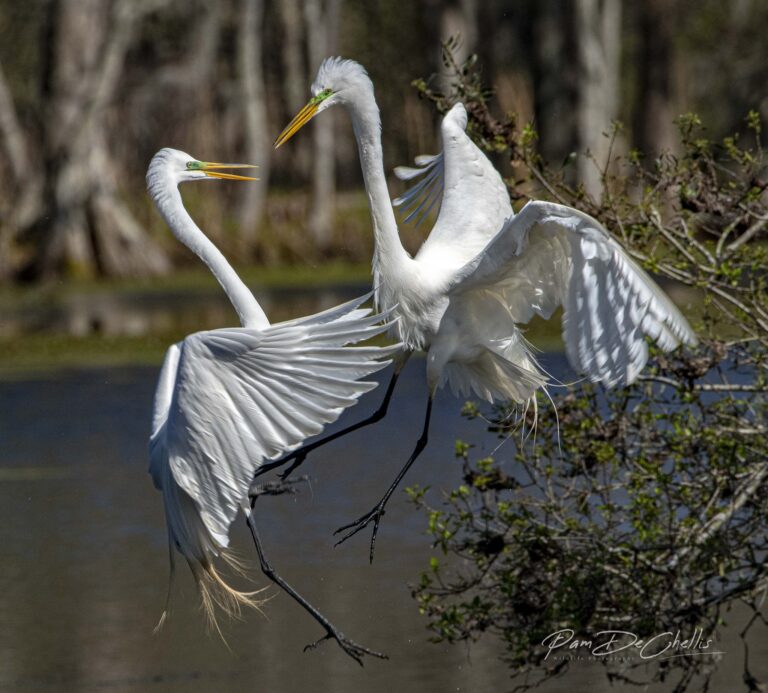 The Dance. Wildlife photograph by Pam DeChellis, finalist in the Shoot The Frame Wildlife photography award, March 2022