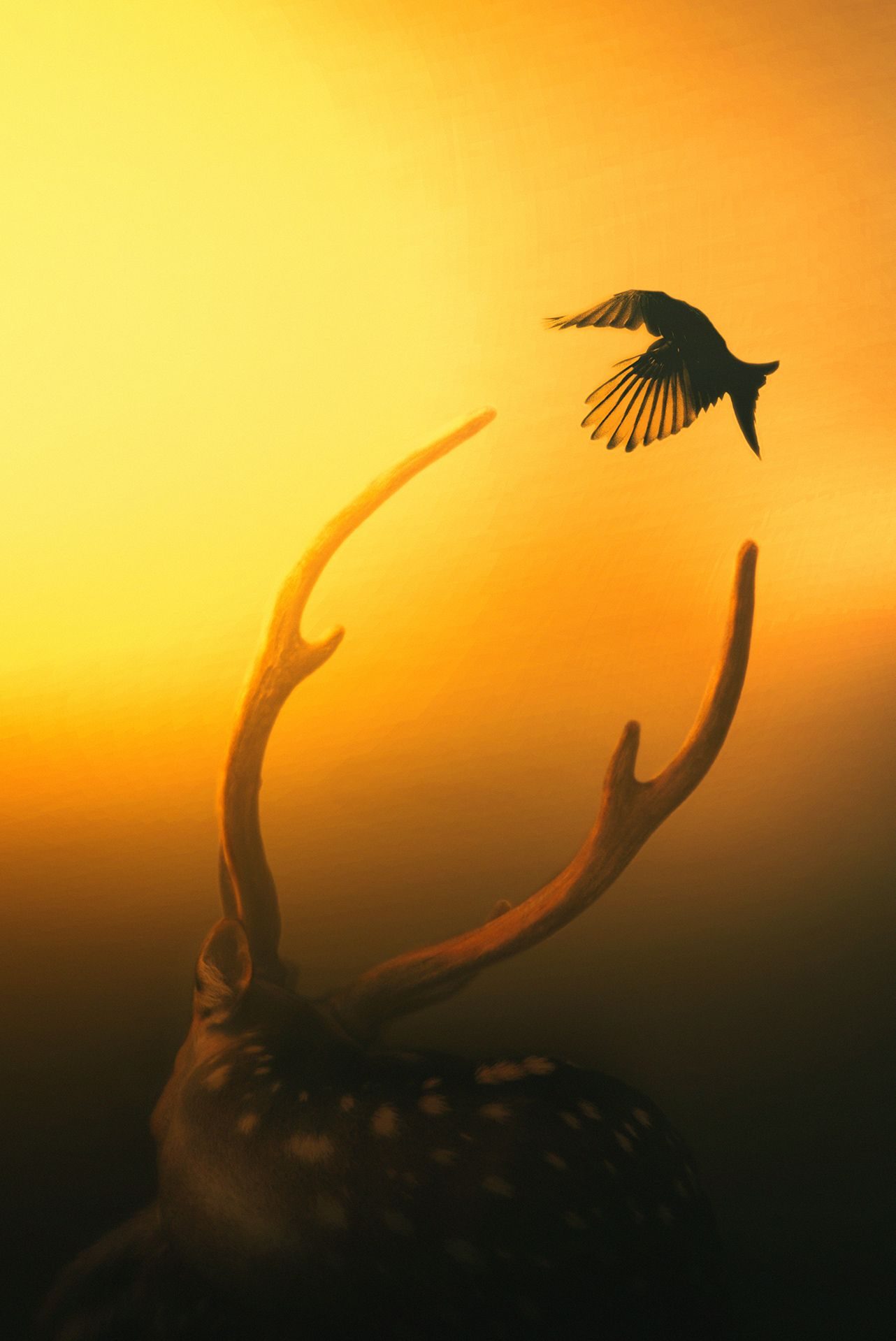 Angel over the planet. Wildlife photograph by Ehsanul Haque, finalist in the Shoot The Frame Wildlife photography award, April 2022