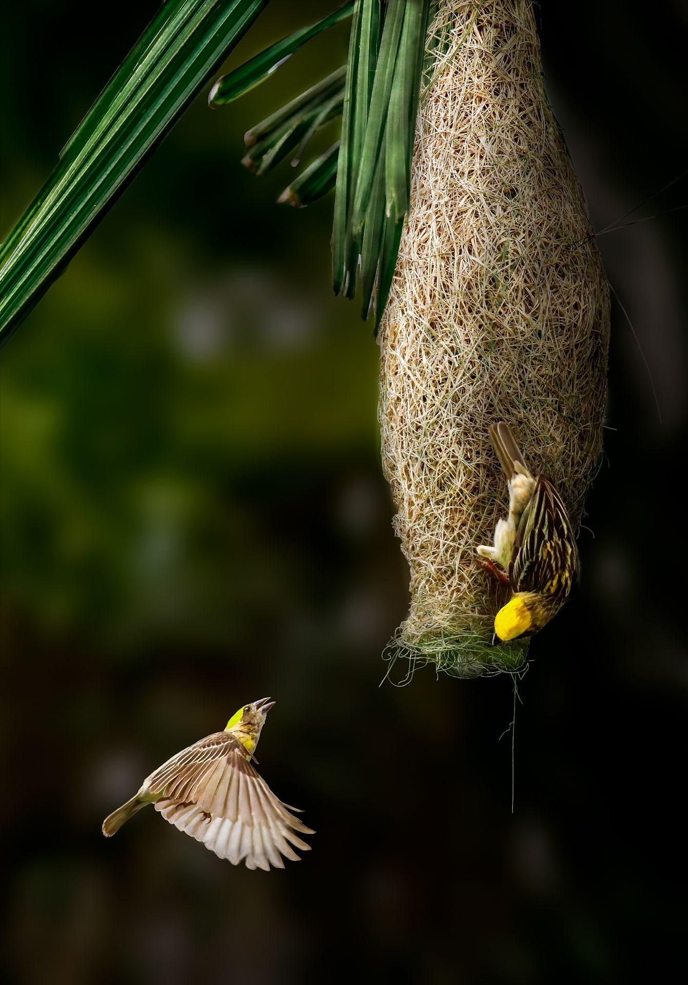 Coming home. Wildlife photograph by Ehsanul Haque, finalist in the Shoot The Frame Wildlife photography award, April 2022