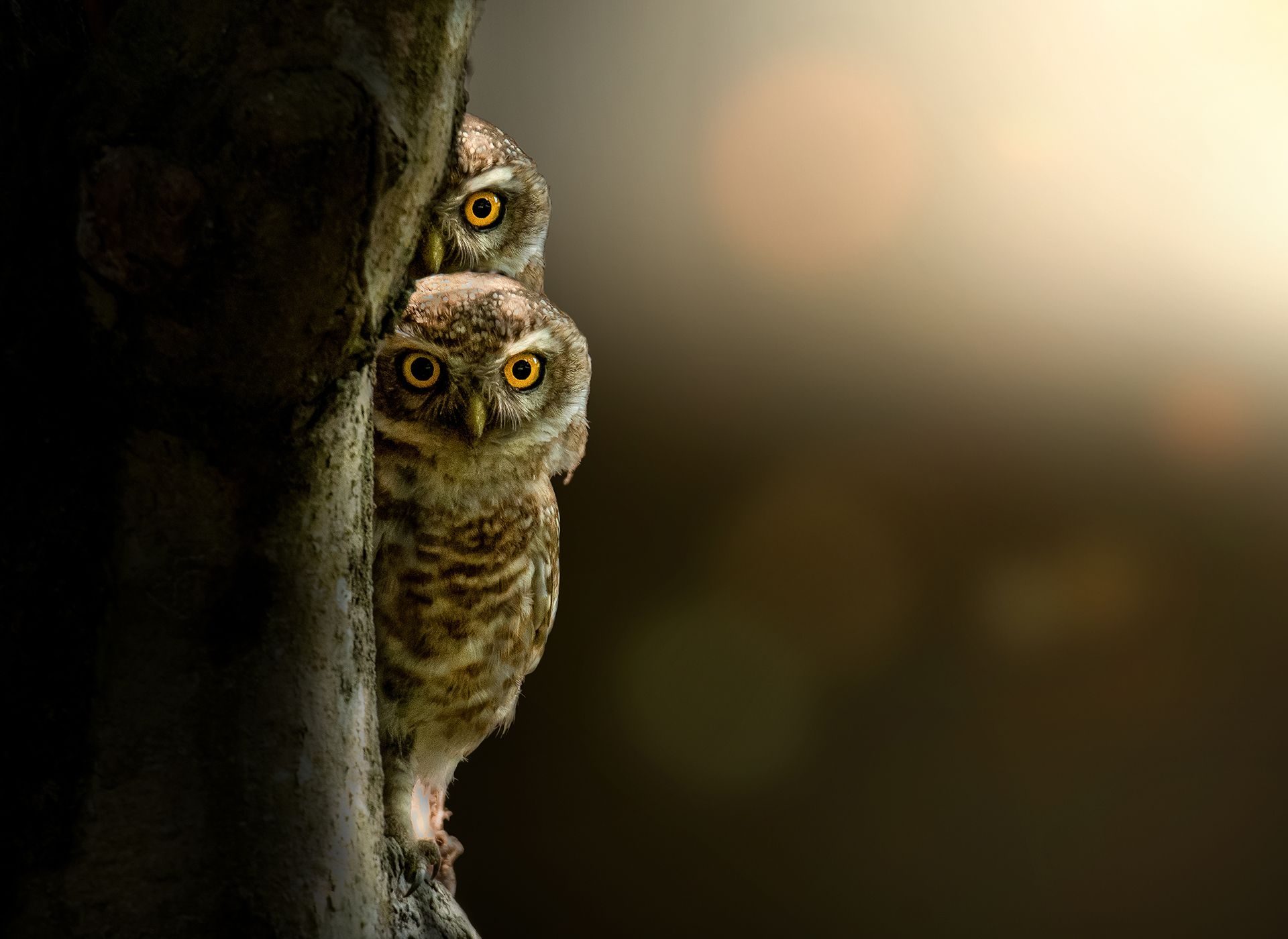 Hide & seek. Wildlife photograph by Ehsanul Haque, finalist in the Shoot The Frame Wildlife photography award, April 2022