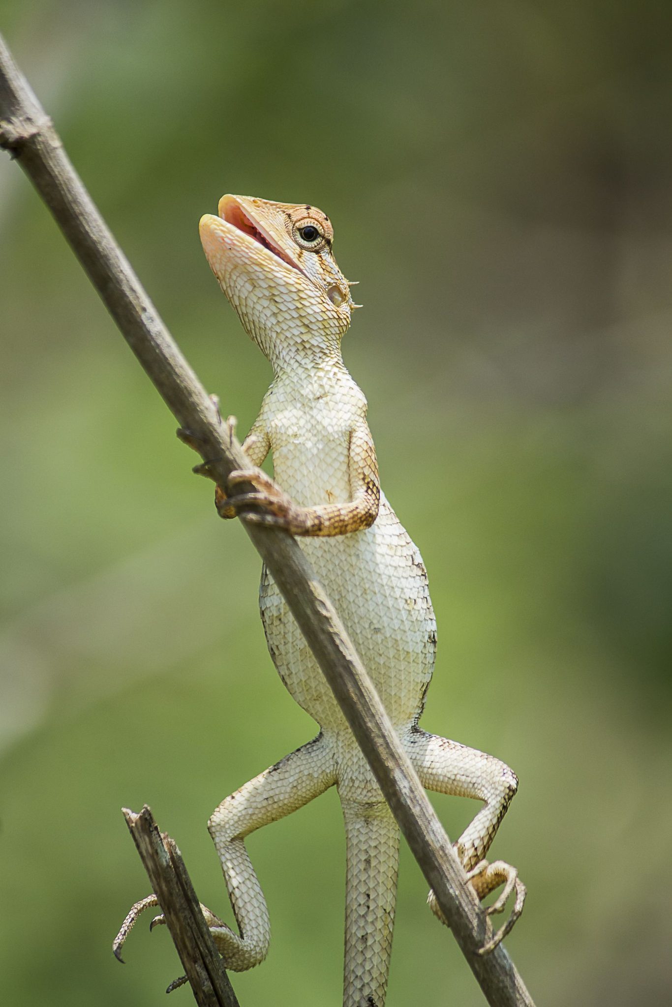 A Happy Fellow. Wildlife photograph by Pavan Prasad, finalist in the Shoot The Frame Wildlife photography award, April 2022