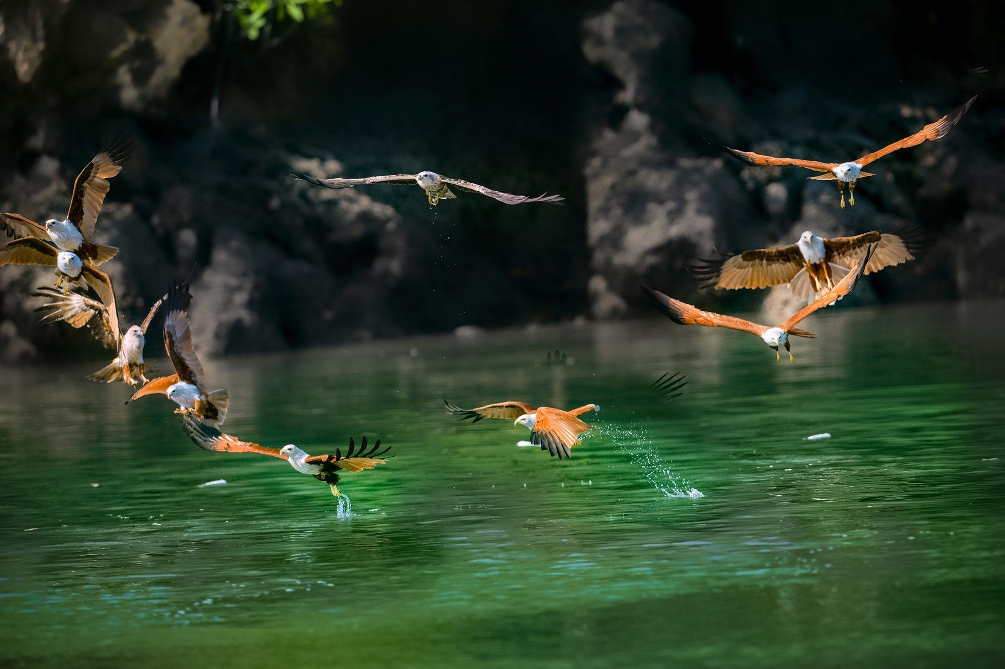 Circular Dancers, Malaysia. Wildlife photograph by ChanOnn Fong, finalist in the Shoot The Frame Wildlife photography award, May 2022