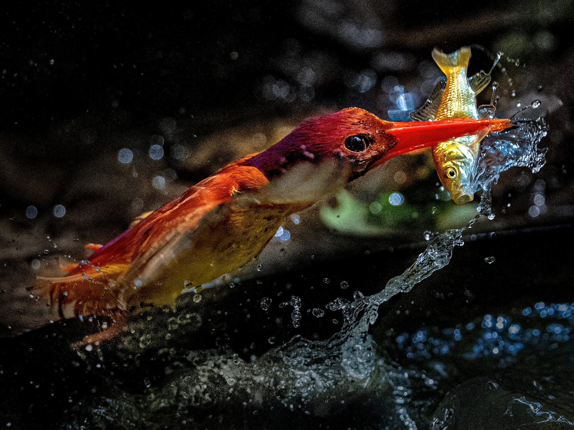 Kingfisher's Catch, Malaysia. Wildlife photograph by ChanOnn Fong, finalist in the Shoot The Frame Wildlife photography award, May 2022