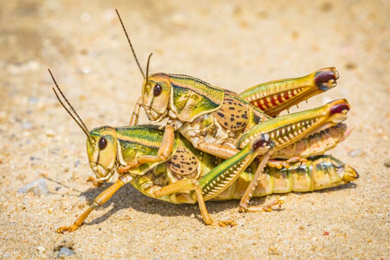 Lubber Grasshoppers, Chico Basin Ranch, Colorado. Wildlife photograph by Shane Morrison, finalist in the Shoot The Frame Wildlife photography award, May 2022