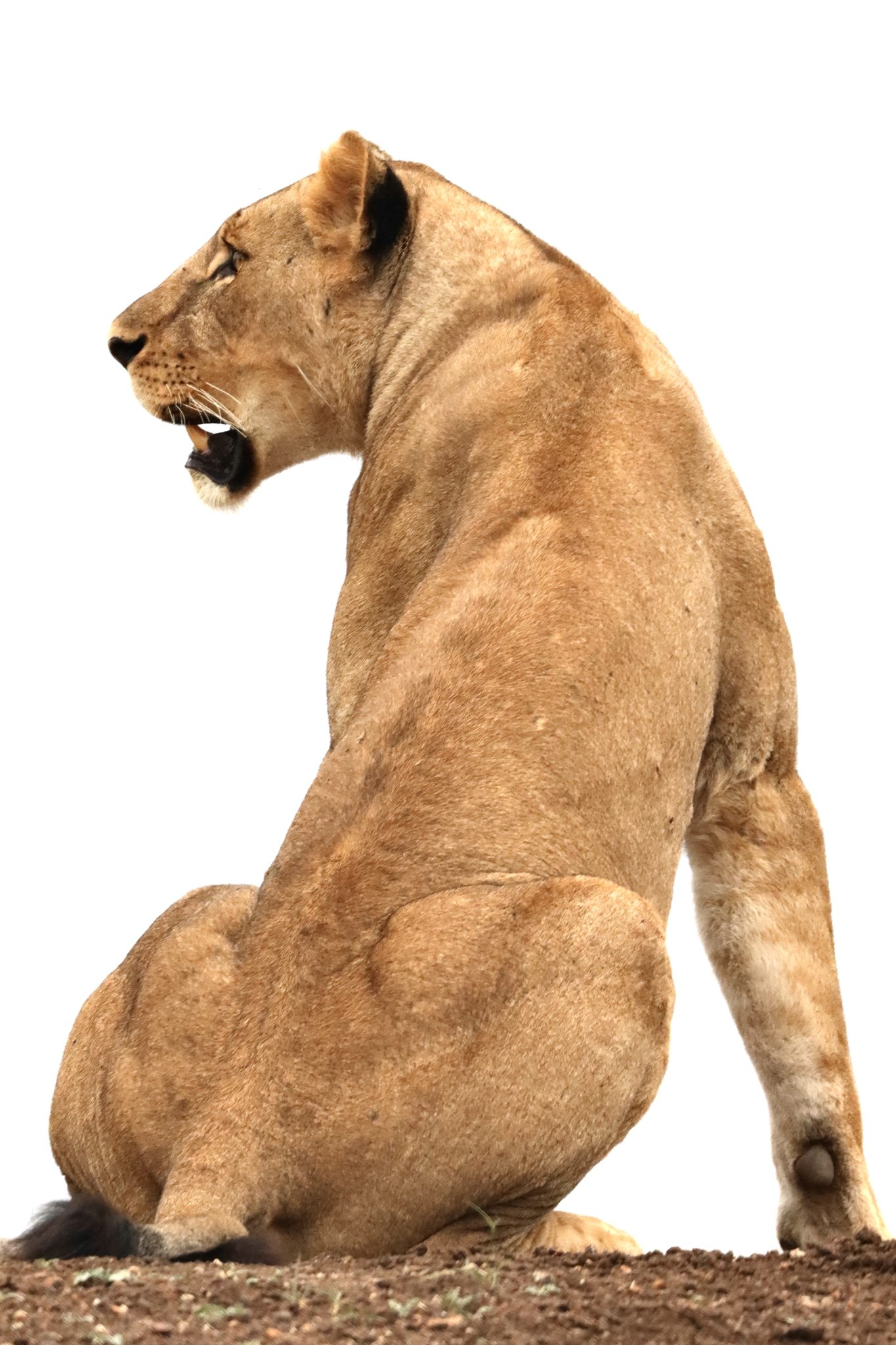 Majestic queen, Nairobi, Kenya. Wildlife photograph by Ofir Drori, finalist in the Shoot The Frame Wildlife photography award, June 2022
