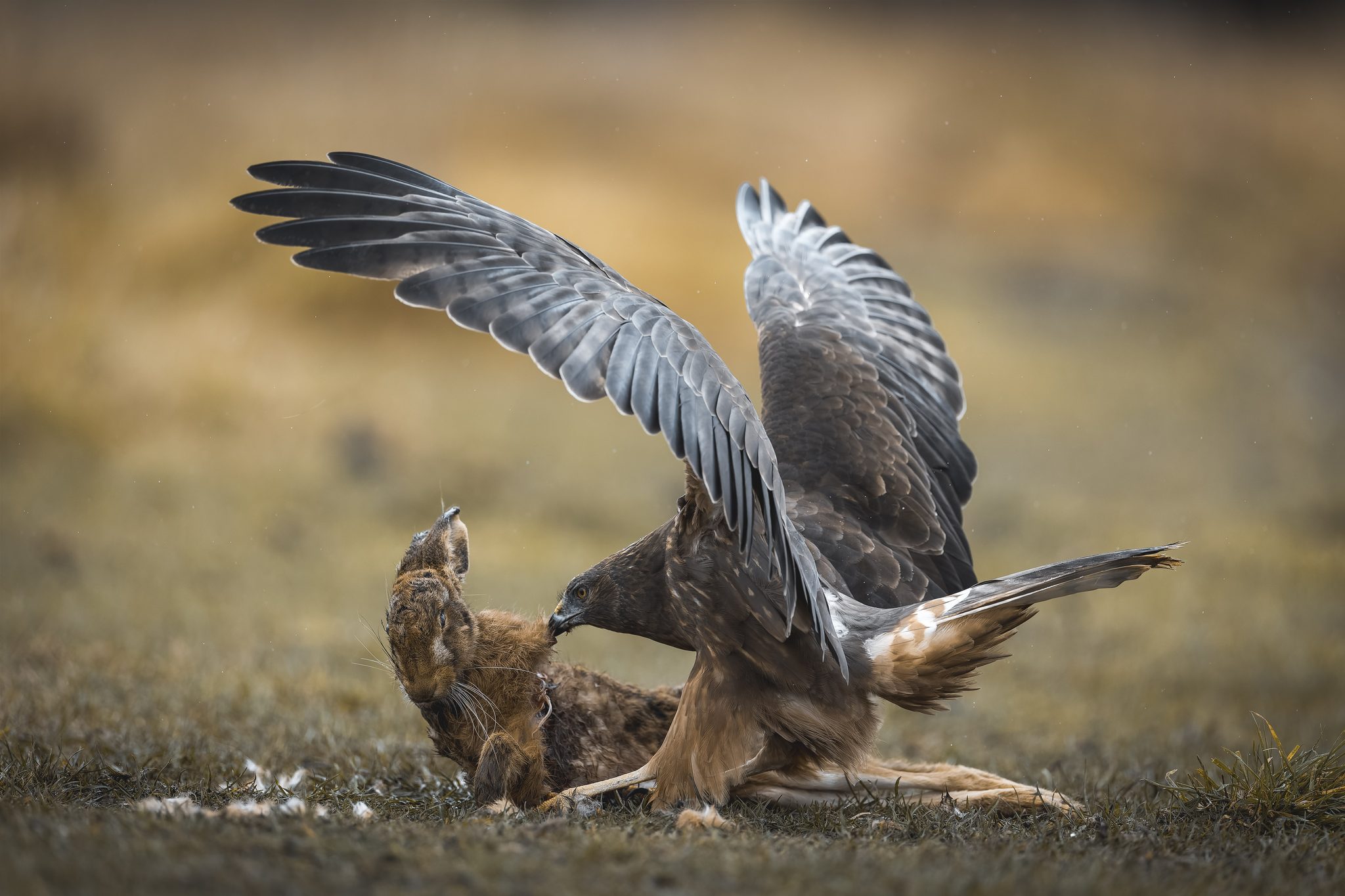 Hawk & Hare, New Zealand. Wildlife photograph by Kim Free, winner of the Shoot The Frame Wildlife photography award, June 2022
