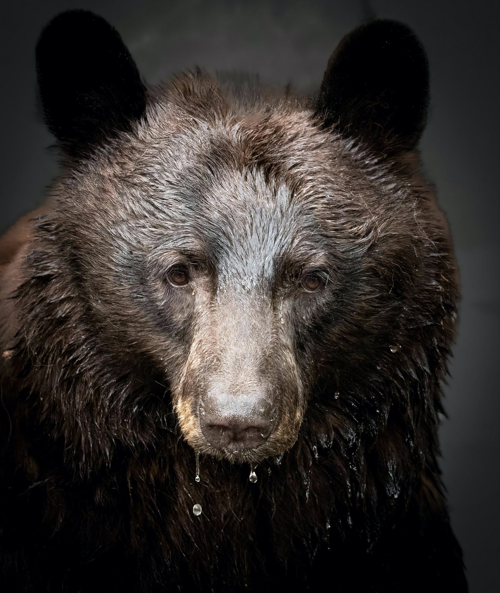 Momma, Our backyard. Woodland Park, CO. Wildlife photograph by Jamie Johnston, finalist in the Shoot The Frame Wildlife photography award, July 2022