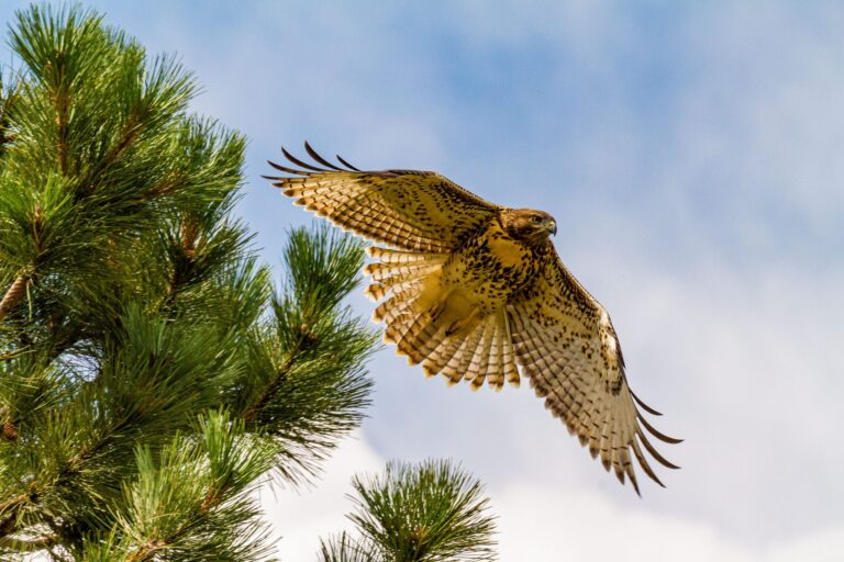 Young Red-tailed Hawk takes flight, Cheyenne Mountain State Park, Colorado, USA. Wildlife photograph by Shane Morrison, finalist in the Shoot The Frame Wildlife photography award, July 2022