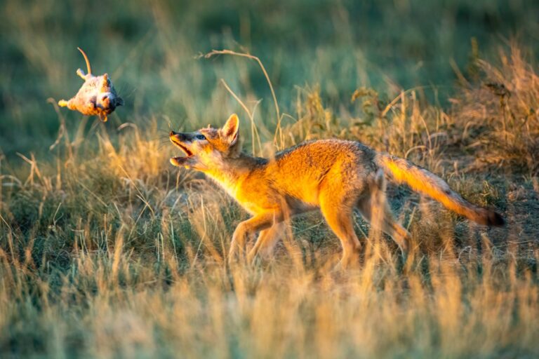 Fox Pup Playing with Rat, Prairie in Colorado, USA. Wildlife photograph by Shane Morrison, finalist in the Shoot The Frame Wildlife photography award, July 2022