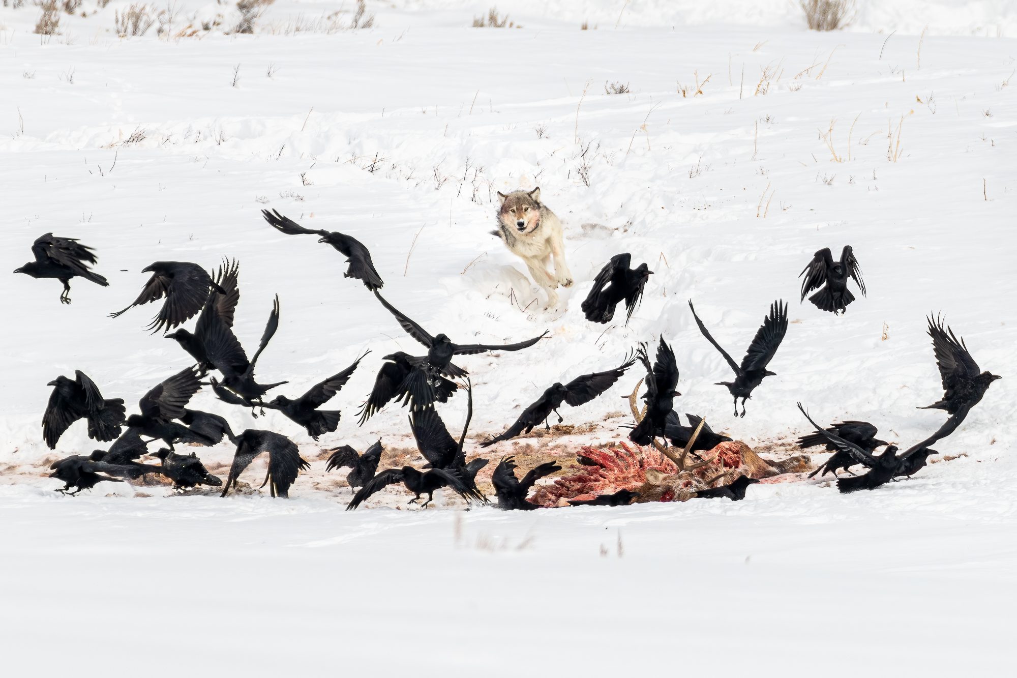 That is MY breakfast!, Yellowstone National Park, WY 82190, USA. Wildlife photograph by Sisel Lan, finalist in the Shoot The Frame Wildlife photography award, July 2022