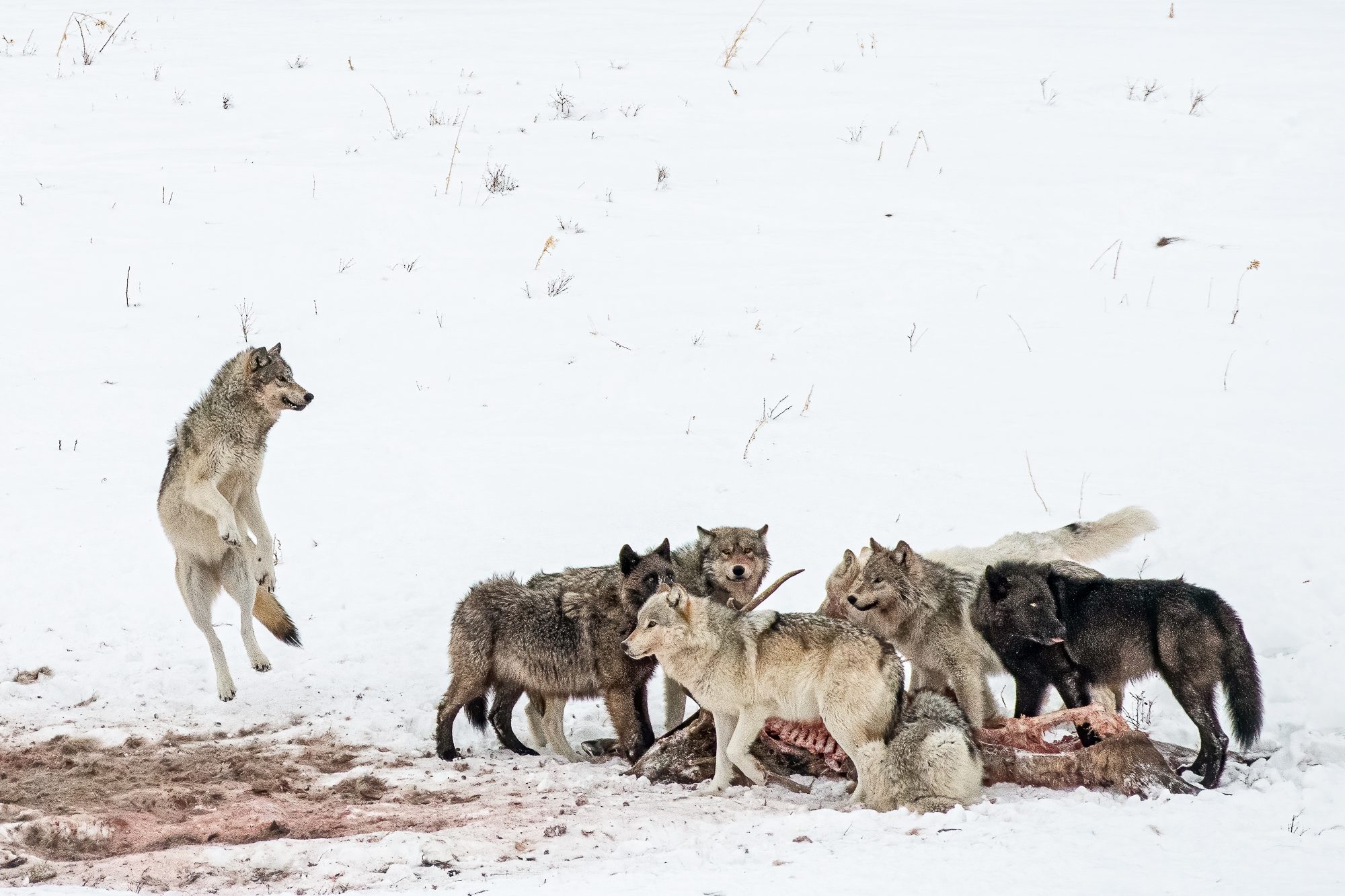 Lets play!, Yellowstone National Park, WY 82190, USA. Wildlife photograph by Sisel Lan, finalist in the Shoot The Frame Wildlife photography award, July 2022