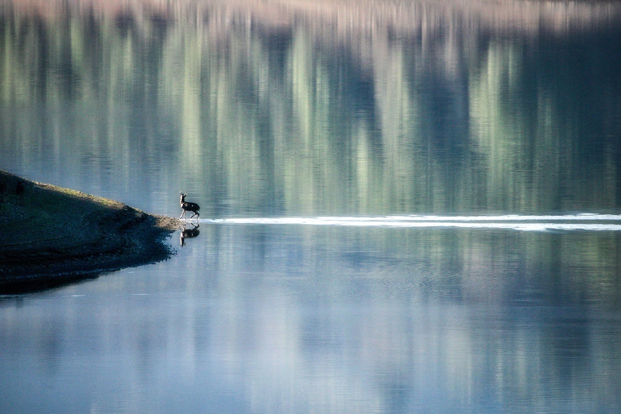 Crystal Springs crossing, Crystal Springs resorvoir, Belmont, Ca. Wildlife photograph by Daniel Haniger, finalist in the Shoot The Frame Wildlife photography award, August 2022