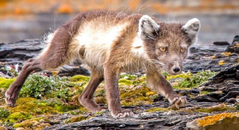 Arctic Fox, Svalbard, Norway. Wildlife photograph by Evan Siegel, finalist in the Shoot The Frame Wildlife photography award, August 2022