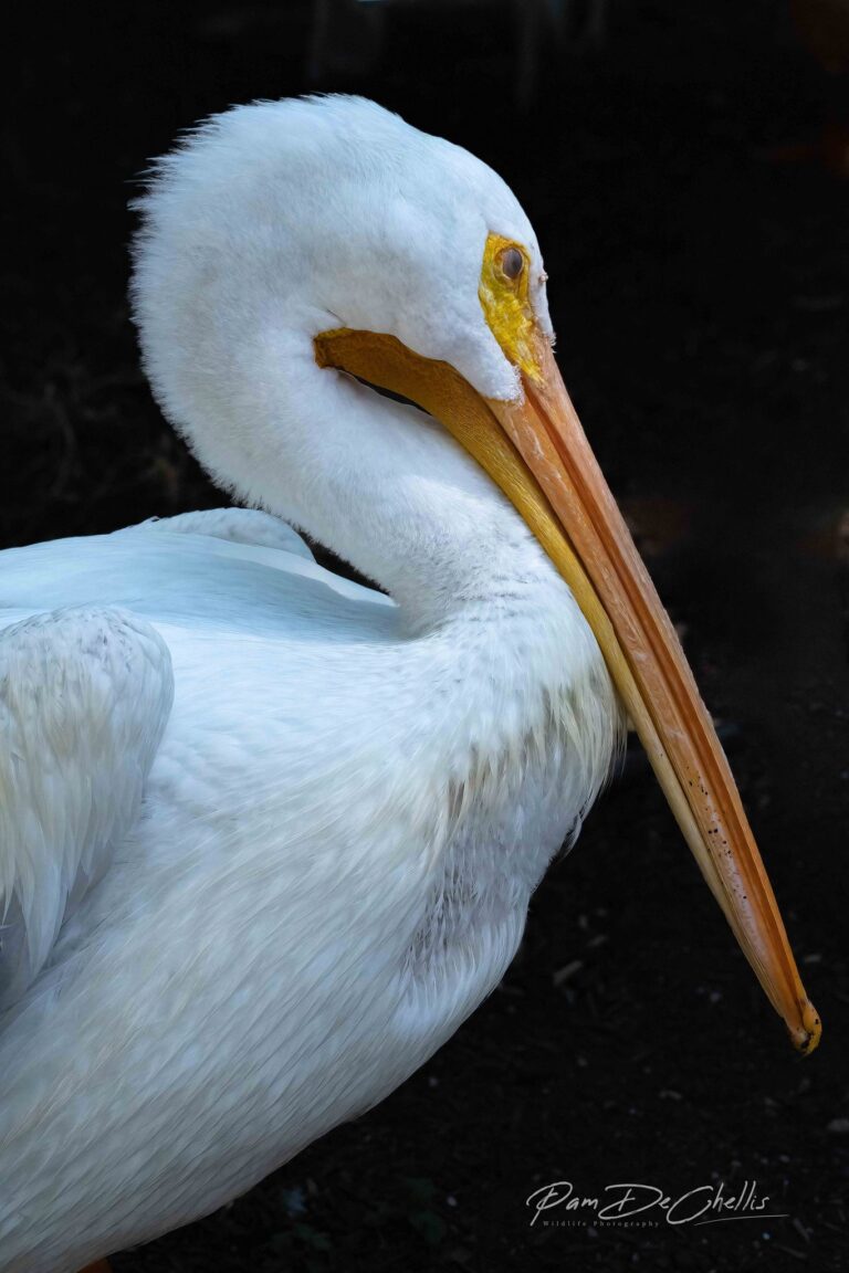 Pelican Portrait, Longmont, CO, USA. Wildlife photograph by Pam DeChellis, finalist in the Shoot The Frame Wildlife photography award, August 2022