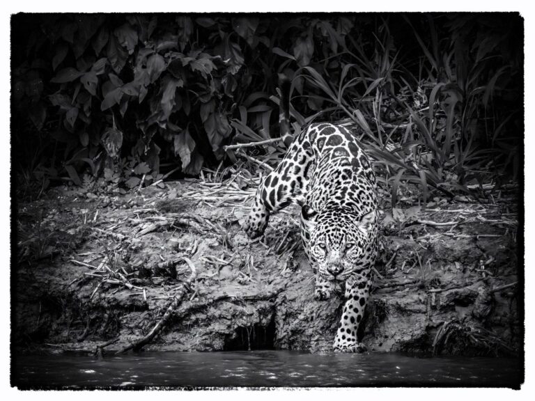 Wildlife photograph by Sandra Belitza-Vazquez, finalist in the Shoot The Frame Wildlife photography award, August 2022
