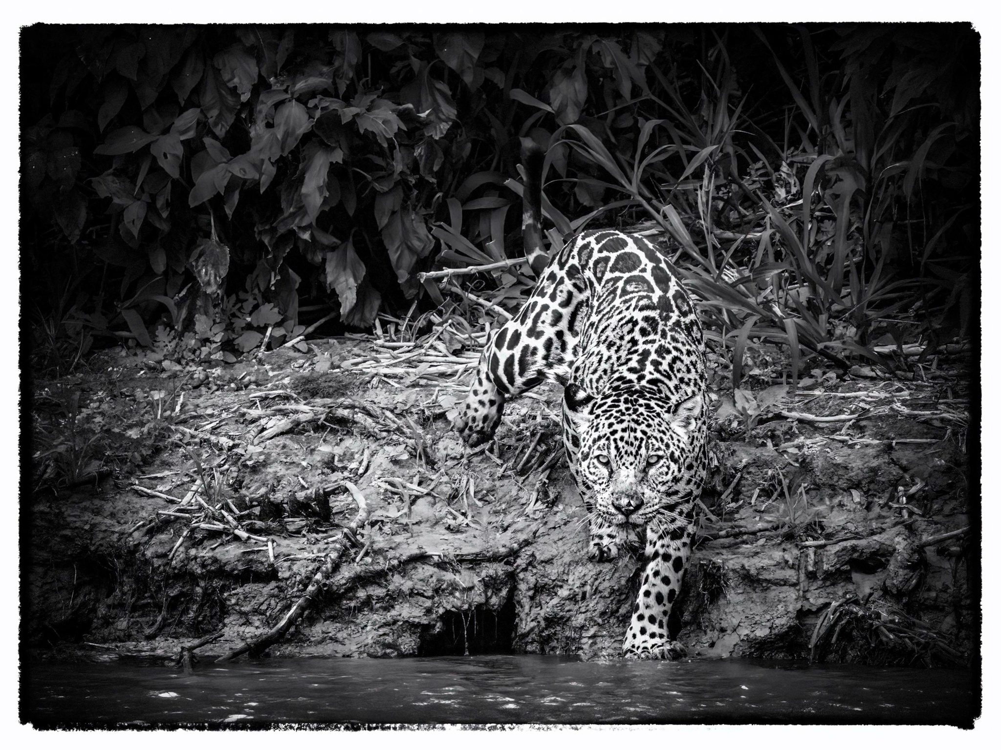 Wildlife photograph by Sandra Belitza-Vazquez, finalist in the Shoot The Frame Wildlife photography award, August 2022
