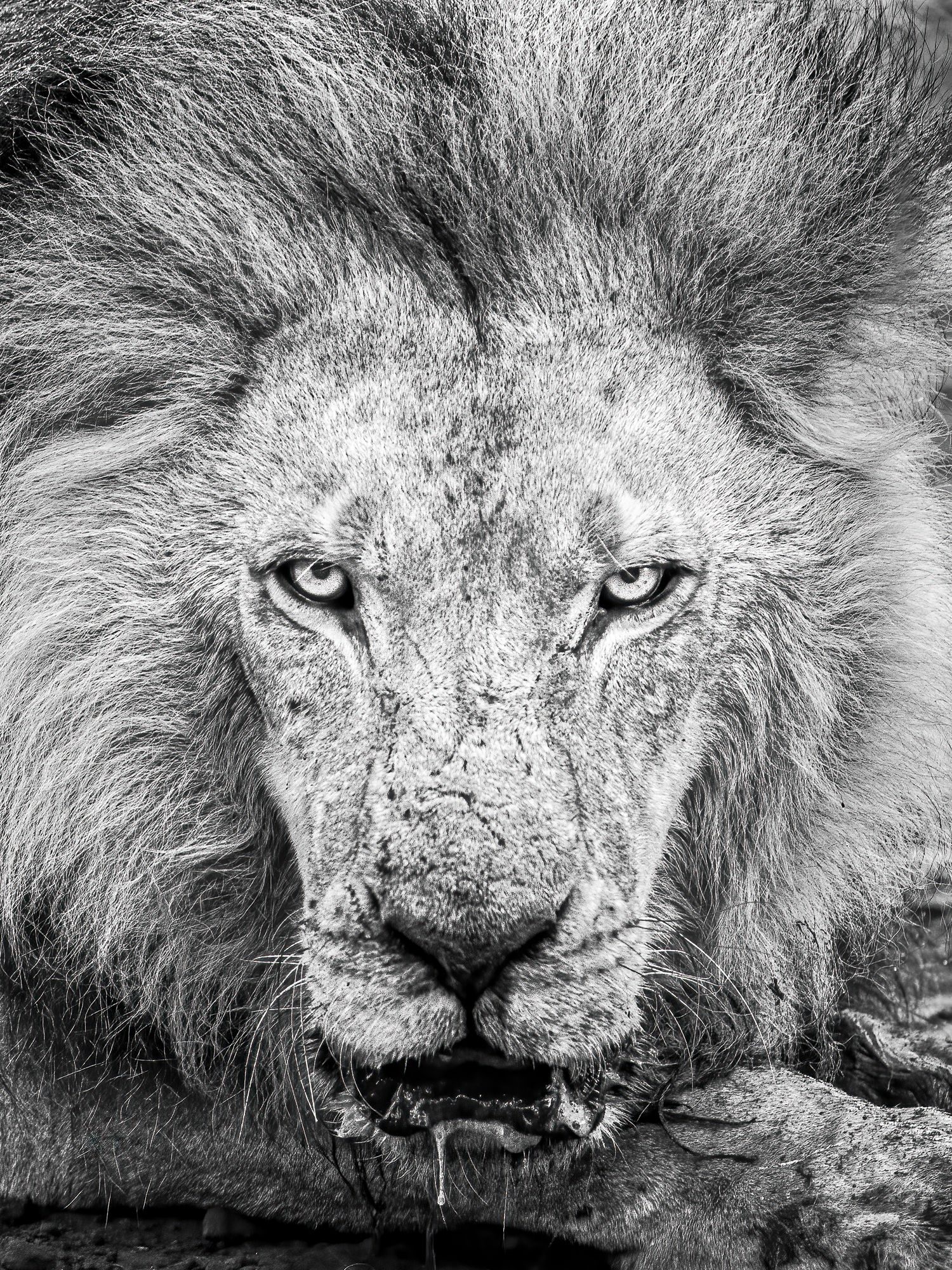 The look of a king, Victoria Falls, Zimbabwe. Wildlife photograph by Sisel Lan, finalist in the Shoot The Frame Wildlife photography award, August 2022
