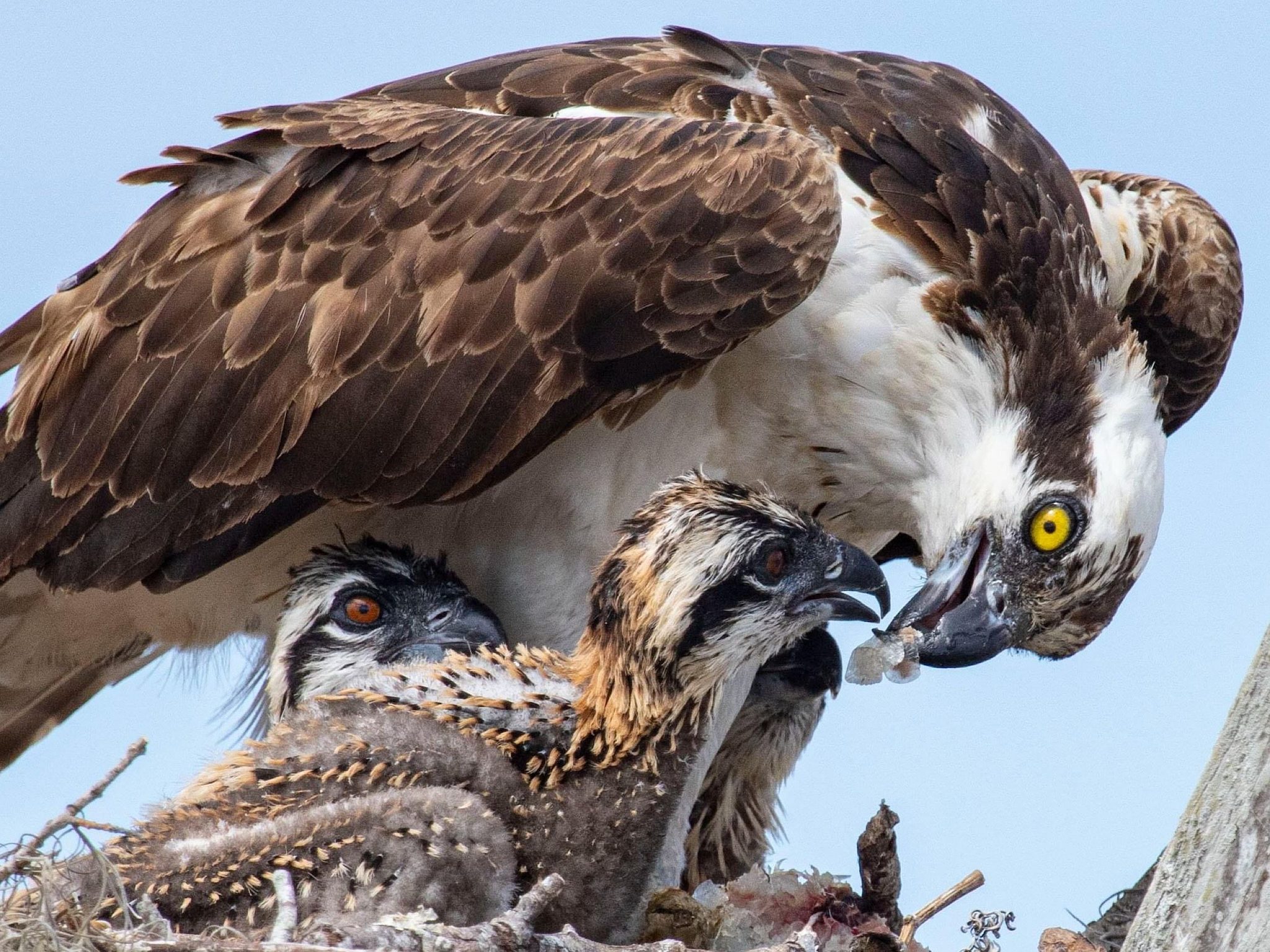 Feeding Time, Venice, Florida. Wildlife photograph by Timothy Smith, finalist in the Shoot The Frame Wildlife photography award, August 2022