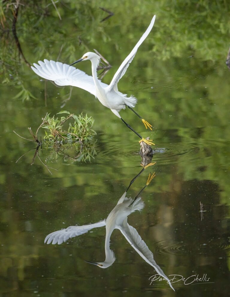 Ballet Moves, Cypress Wetlands, Port Royal SC. Wildlife photograph by Pam DeChellis, finalist in the Shoot The Frame Wildlife photography award, September 2022