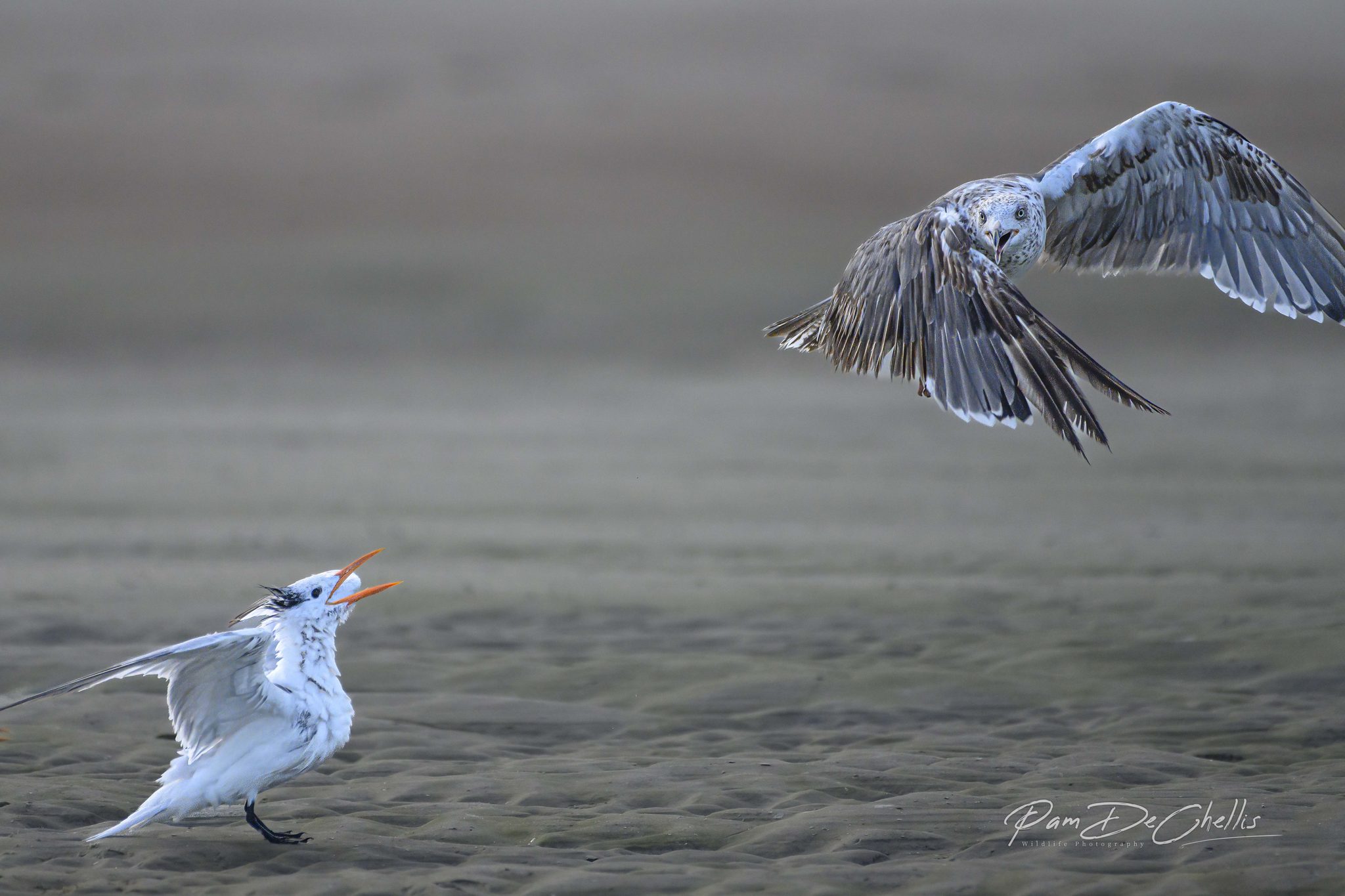 Bug Off!, Hunting Island State Park, SC. Wildlife photograph by Pam DeChellis, finalist in the Shoot The Frame Wildlife photography award, September 2022