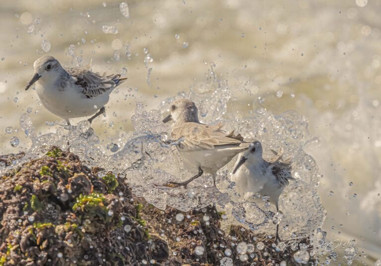 Three Stooges, Folly Beach, SC, USA. Wildlife photograph by Pam DeChellis, finalist in the Shoot The Frame Wildlife photography award, September 2022