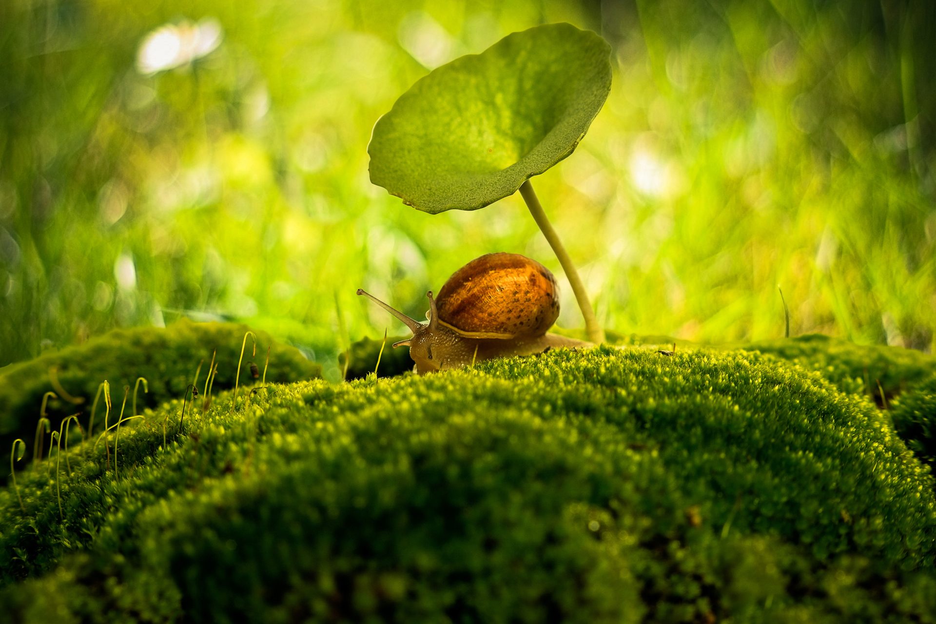 Under my Umbrella...Ellla...Ella, Recarei, Portugal. Wildlife photograph by Antonio Coelho, finalist in the Shoot The Frame Wildlife photography award, October 2022