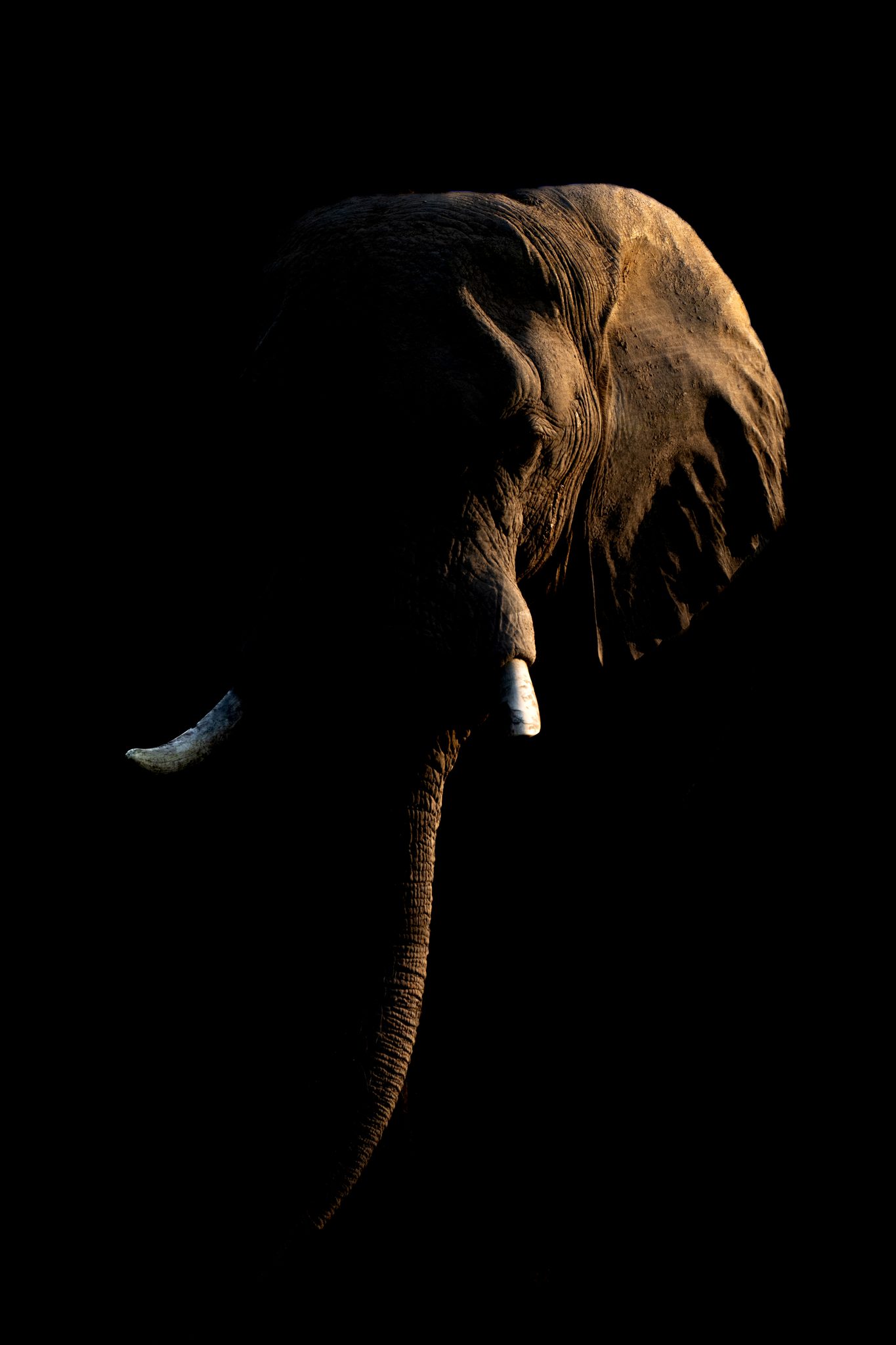 Light Elephant, Chobe National Park, Botswana. Wildlife photograph by Nick Dale, finalist in the Shoot The Frame Wildlife photography award, October 2022