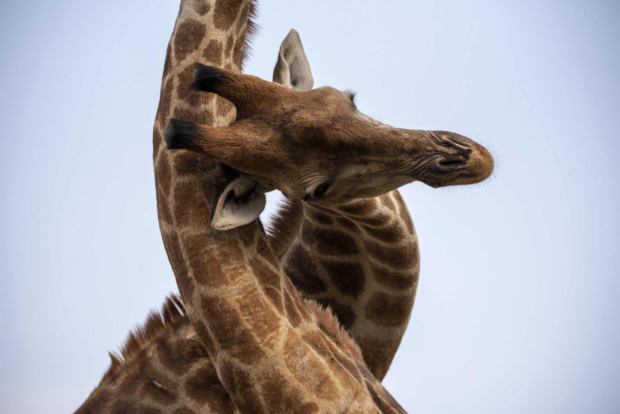 Fight for Dominance, Eastern Cape, South Africa. Wildlife photograph by Amanda Shaw, finalist in the Shoot The Frame Wildlife photography award, November 2022