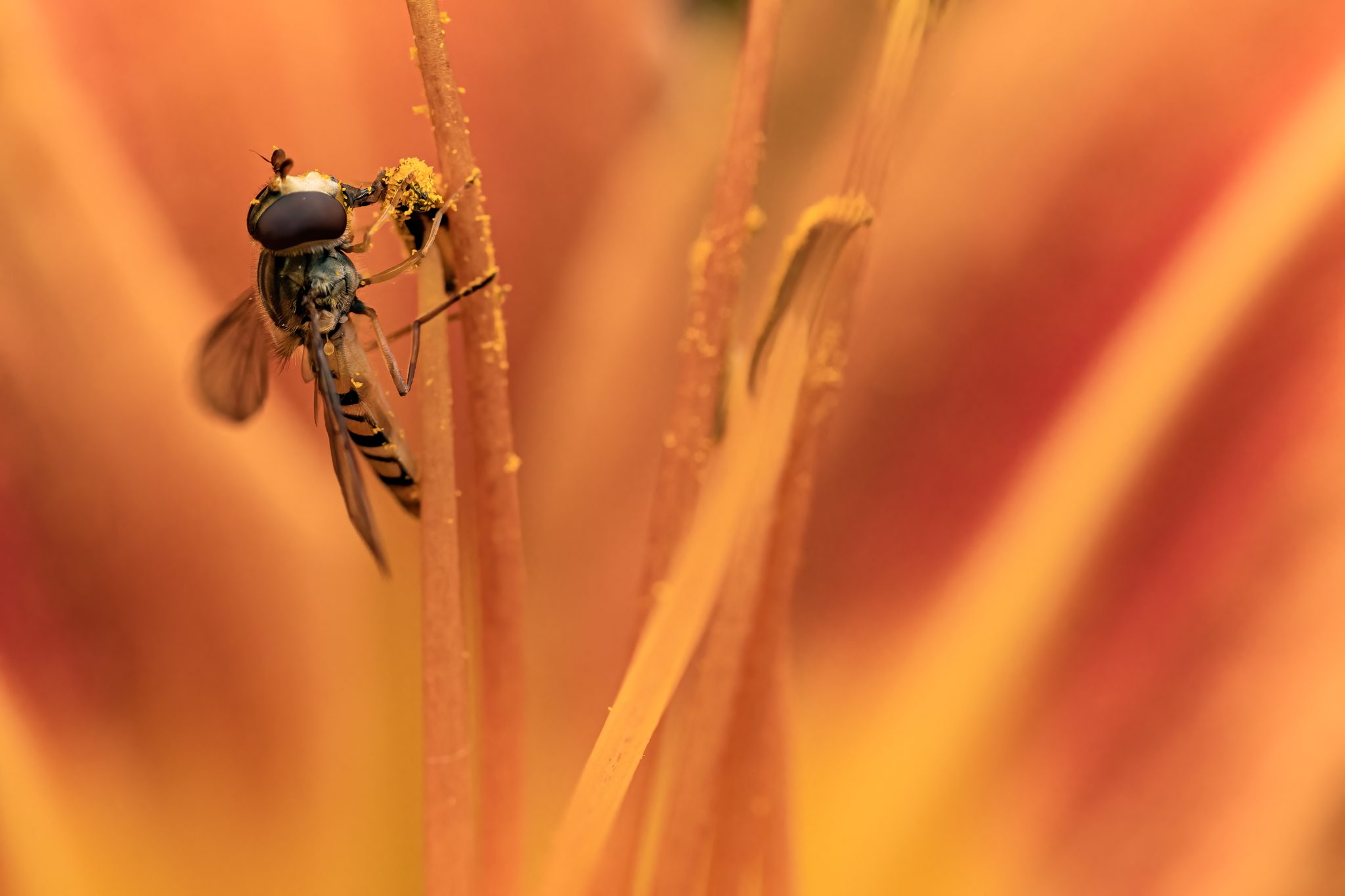 Yummy. Wildlife photograph by Klaus Troeger, finalist in the Shoot The Frame Wildlife photography award, November 2022