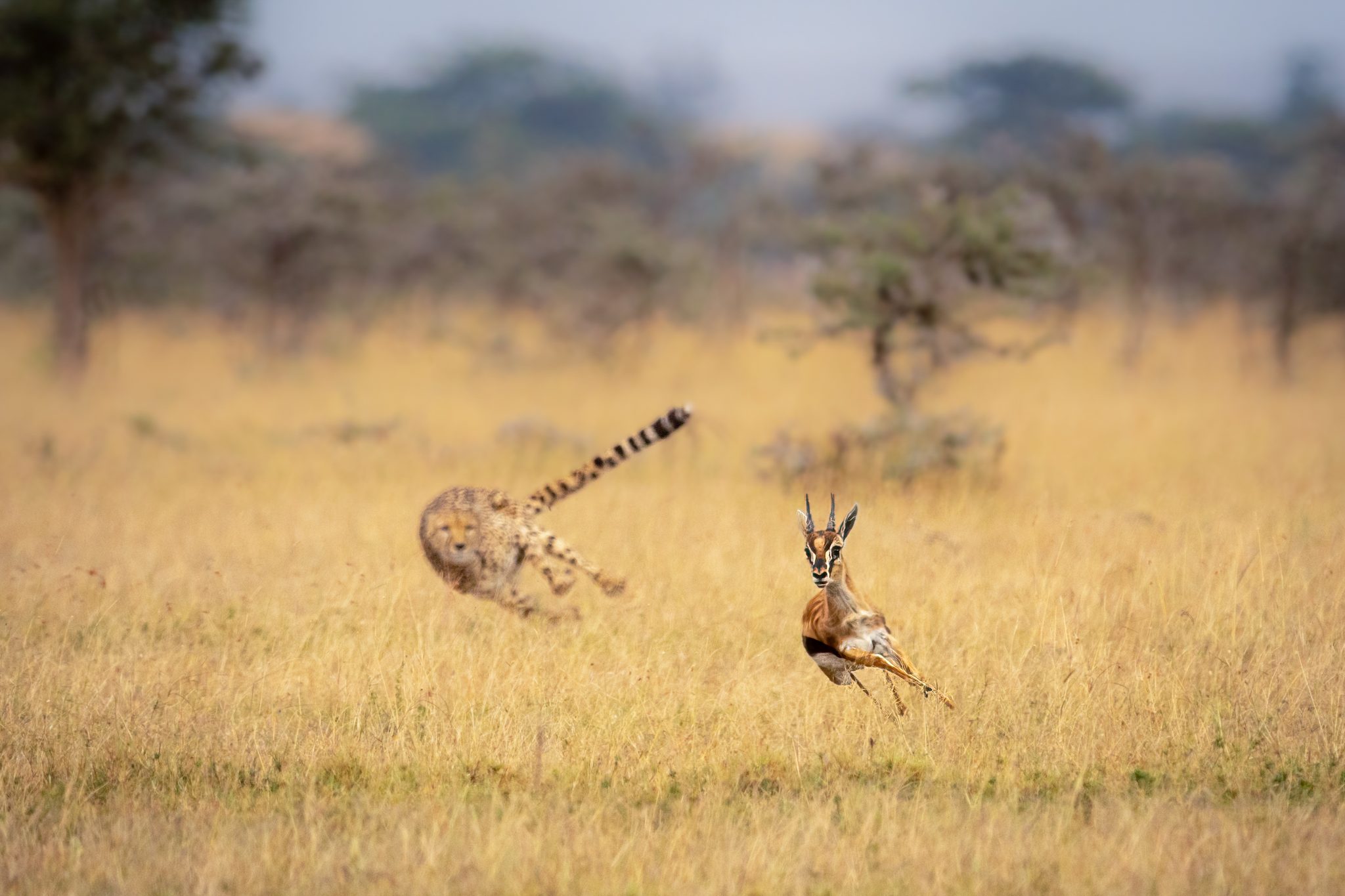 Behind you!, Masai Mara in Kenya. Wildlife photograph by Nick Dale, finalist in the Shoot The Frame Wildlife photography award, November 2022