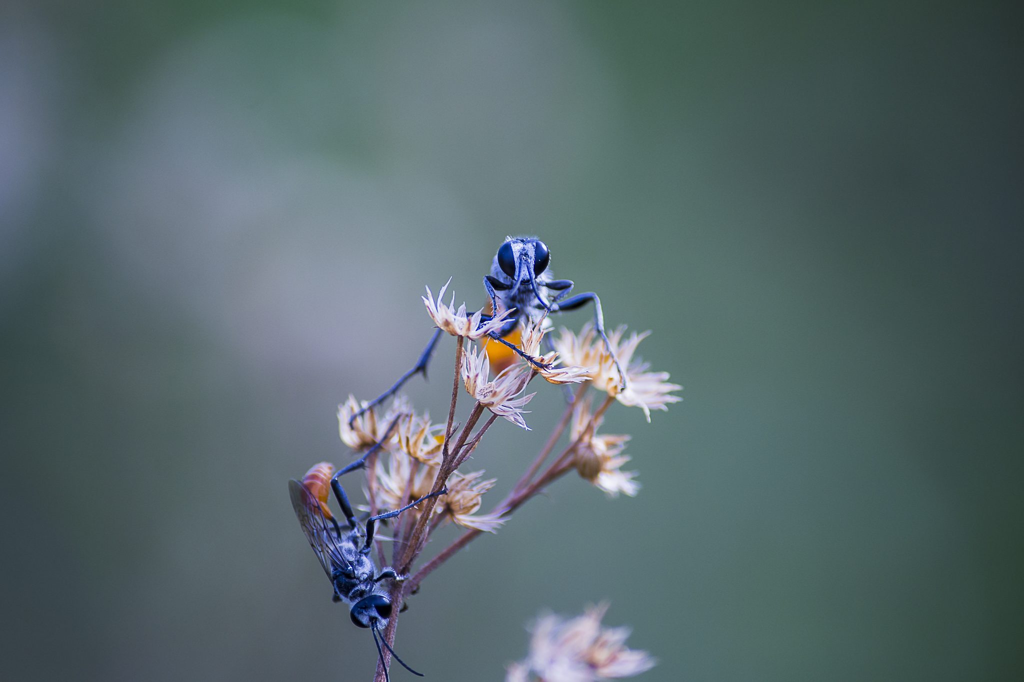 Into the Wild. Wildlife photograph by Pavan Prasad, finalist in the Shoot The Frame Wildlife photography award, November 2022