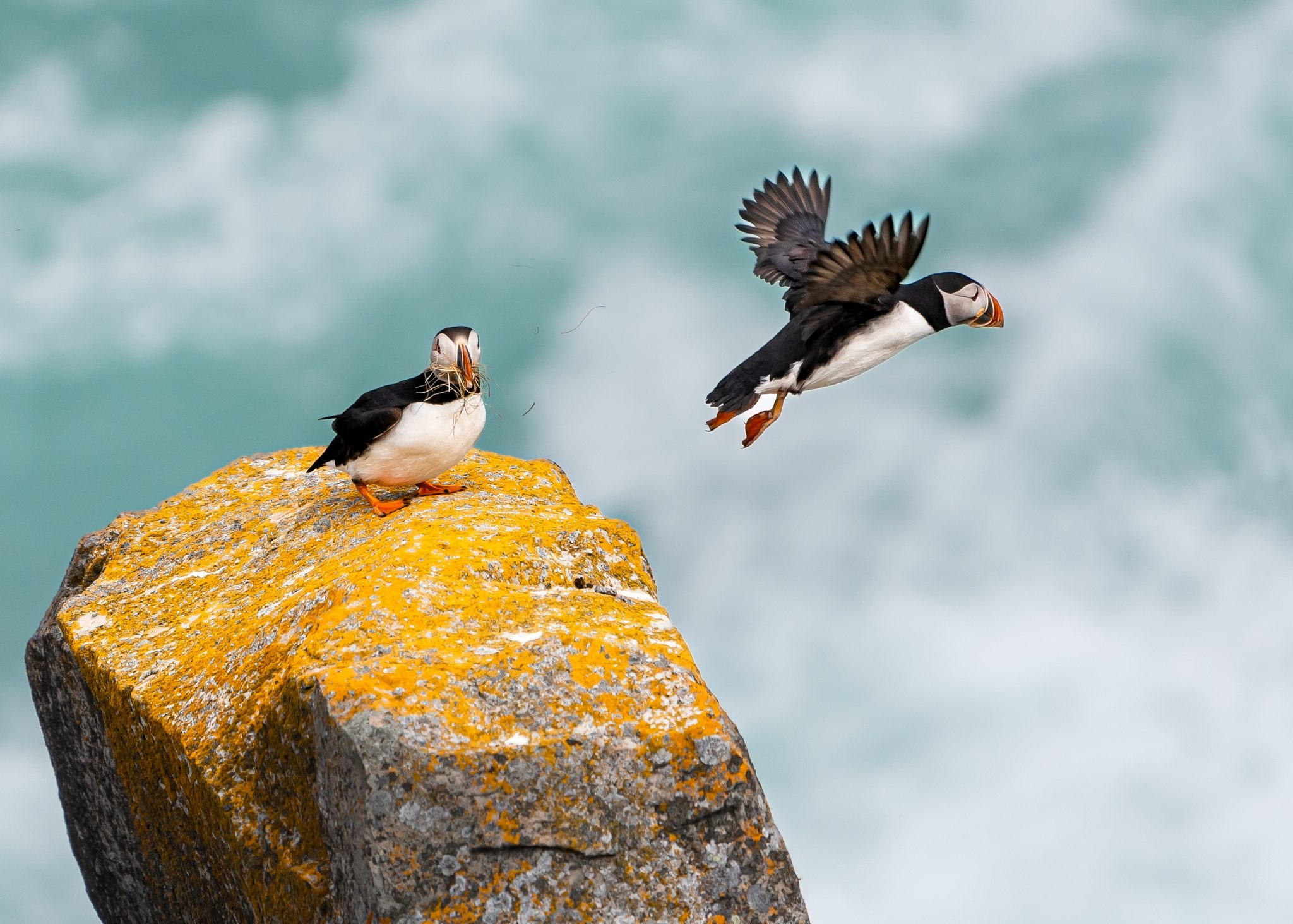 Off to work: nestbuilding in Elliston, Newfoundland, Elliston, NL, Canada. Wildlife photograph by Sandy Nelson, finalist in the Shoot The Frame Wildlife photography award, November 2022