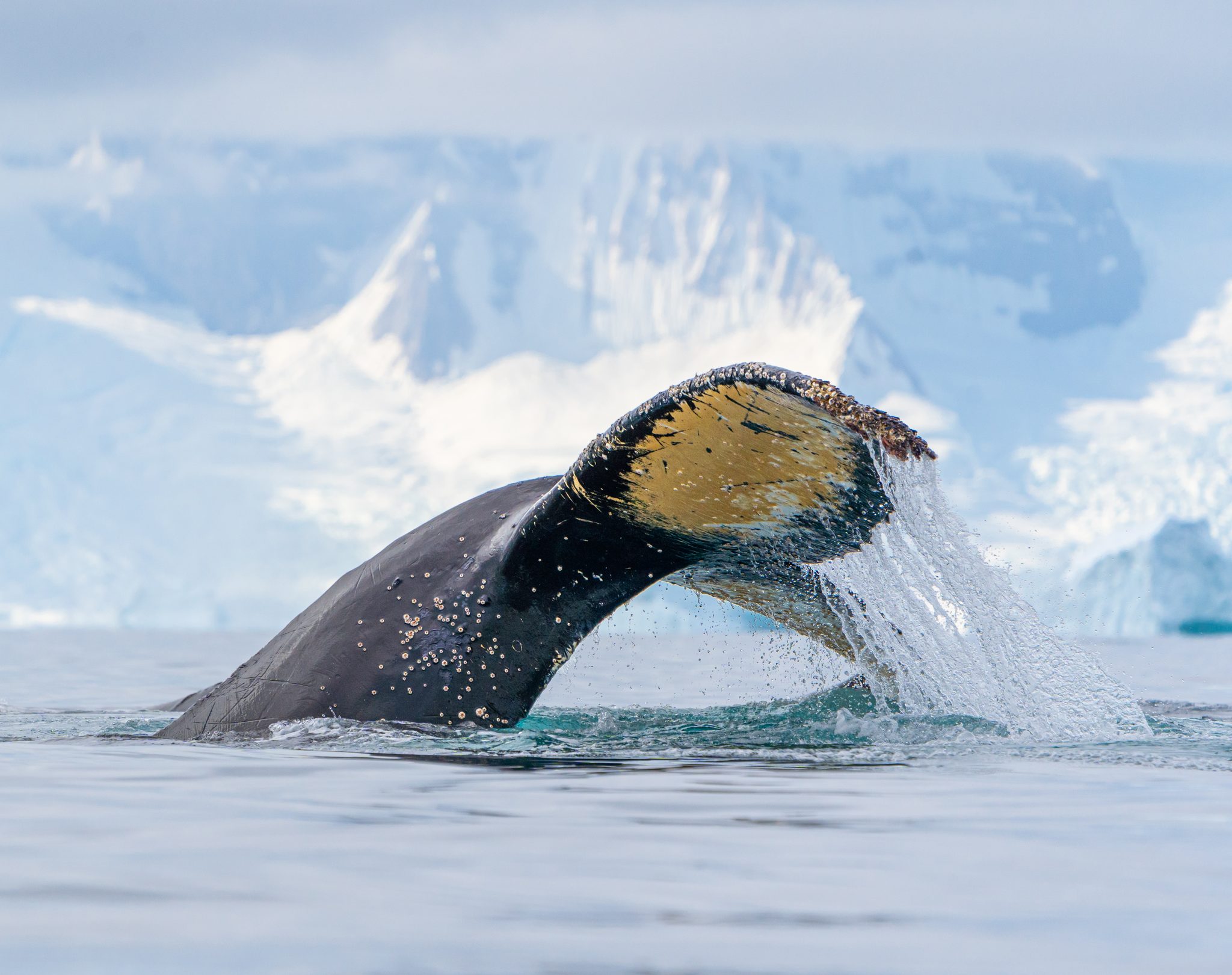 A powerful Fluke, Antarctic Peninsula. Wildlife photograph by Sandy Nelson, finalist in the Shoot The Frame Wildlife photography award, November 2022