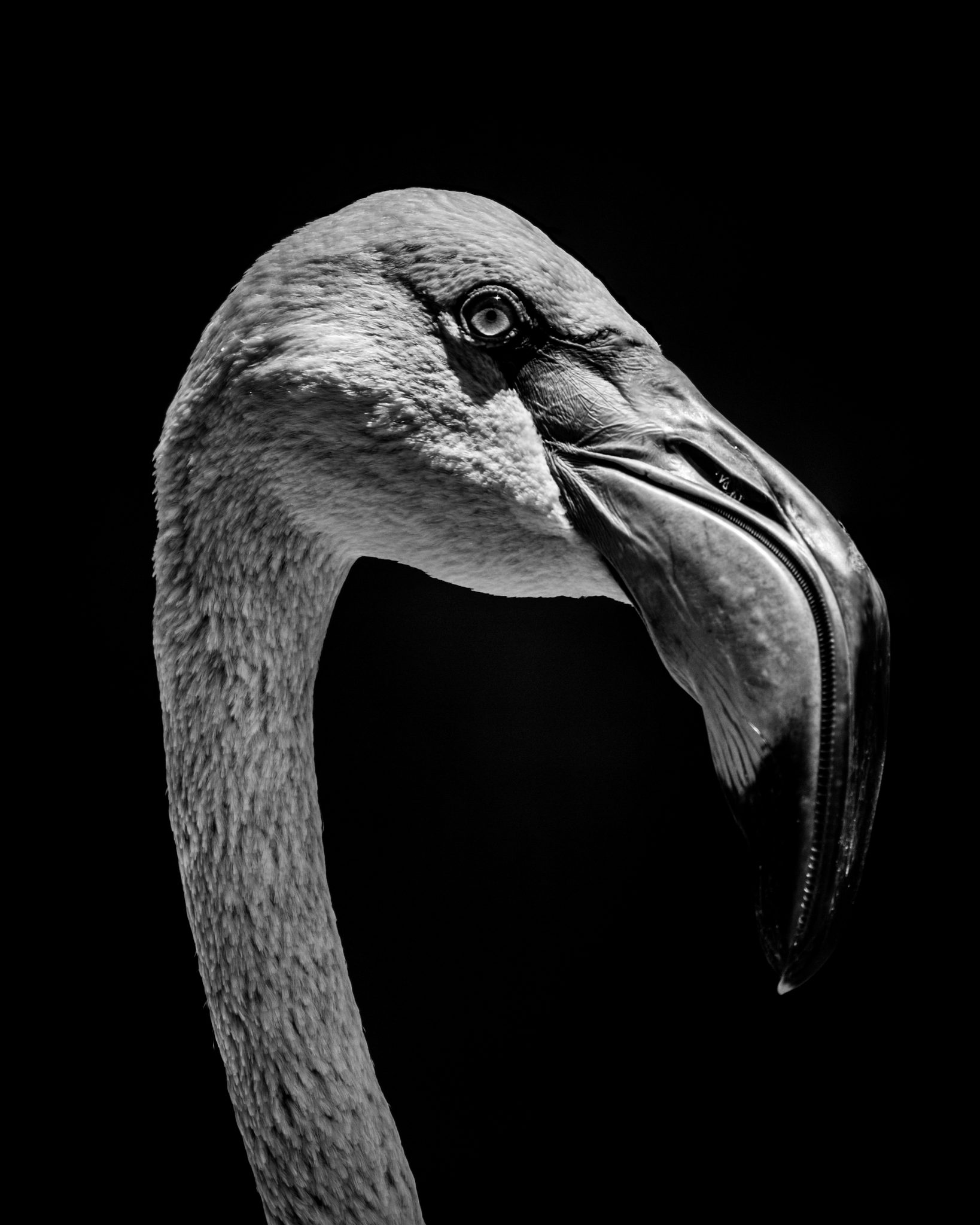 Who's the bird with the long neck?. Wildlife photograph by Nick Dale, finalist in the Shoot The Frame Wildlife photography award, December 2022