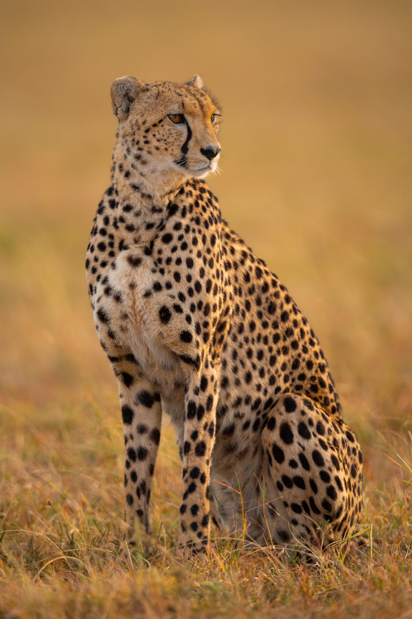 Cheetahs Never Win. Wildlife photograph by Nick Dale, finalist in the Shoot The Frame Wildlife photography award, December 2022