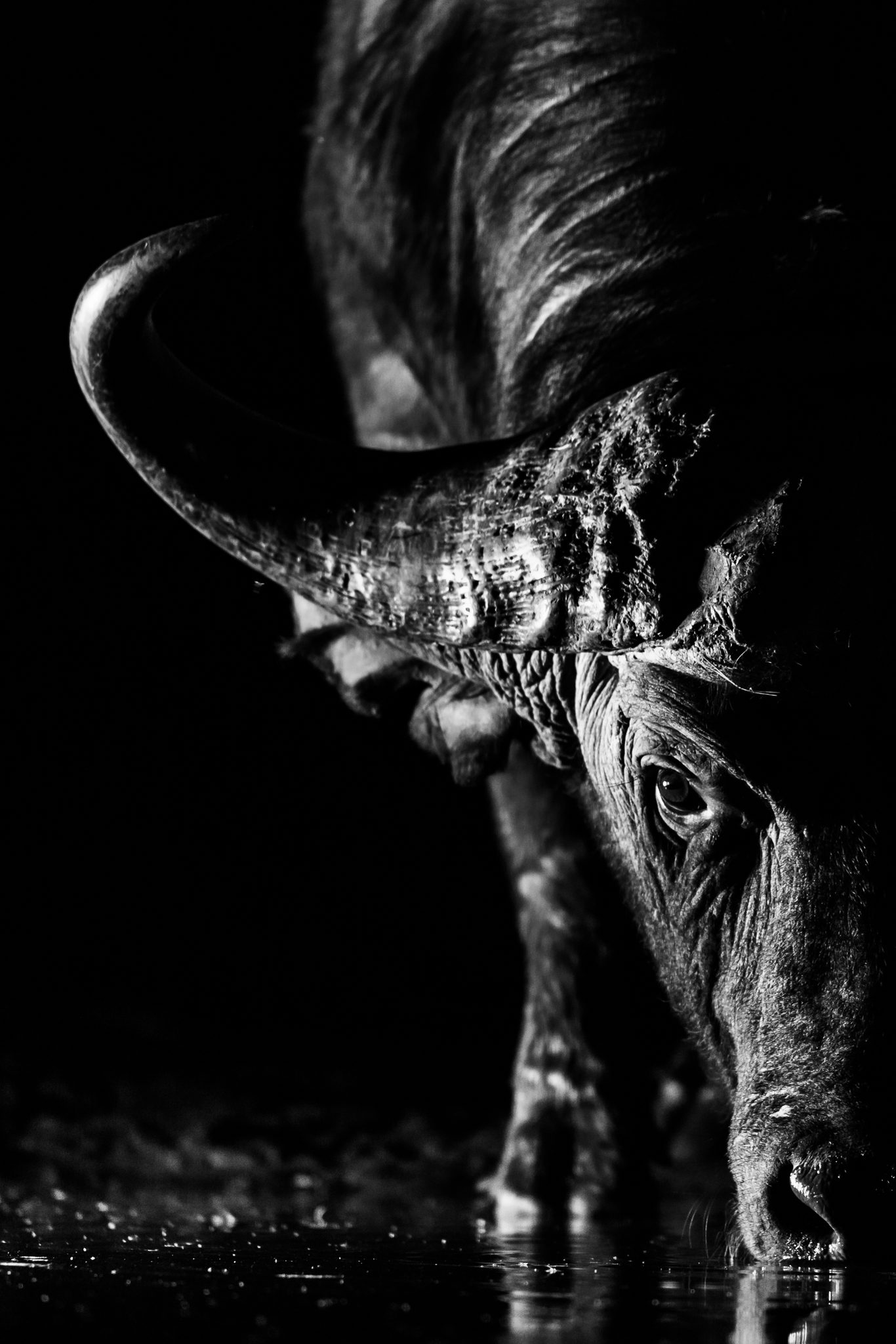Buffalo Black, Zimanga Private Game Reserve. Wildlife photograph by Monique de Beer, winner of the Shoot The Frame Wildlife photography award, December 2022