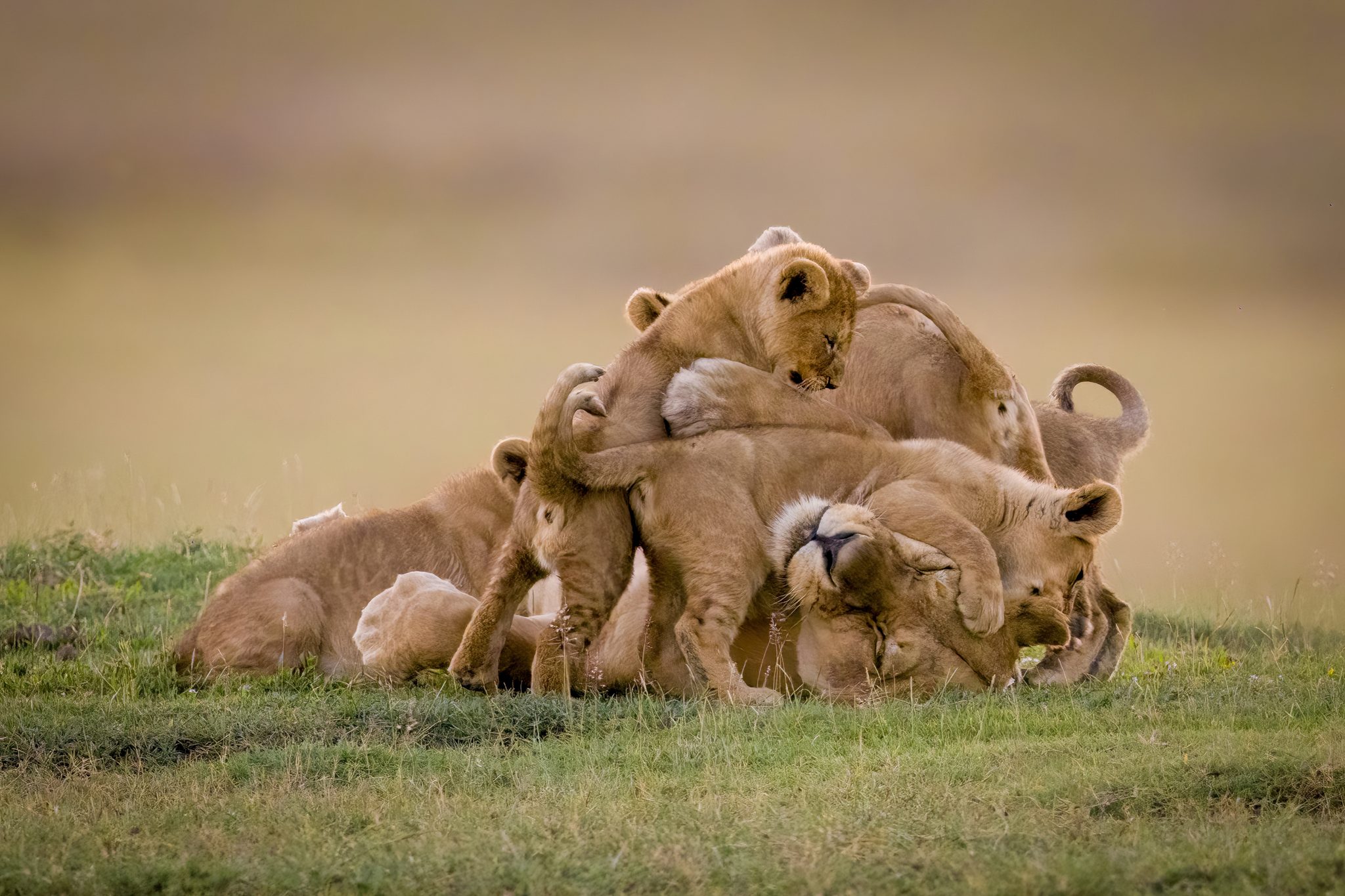 Bundle...!. Wildlife photograph by Nick Dale, finalist in the Shoot The Frame Wildlife photography award, January 2023