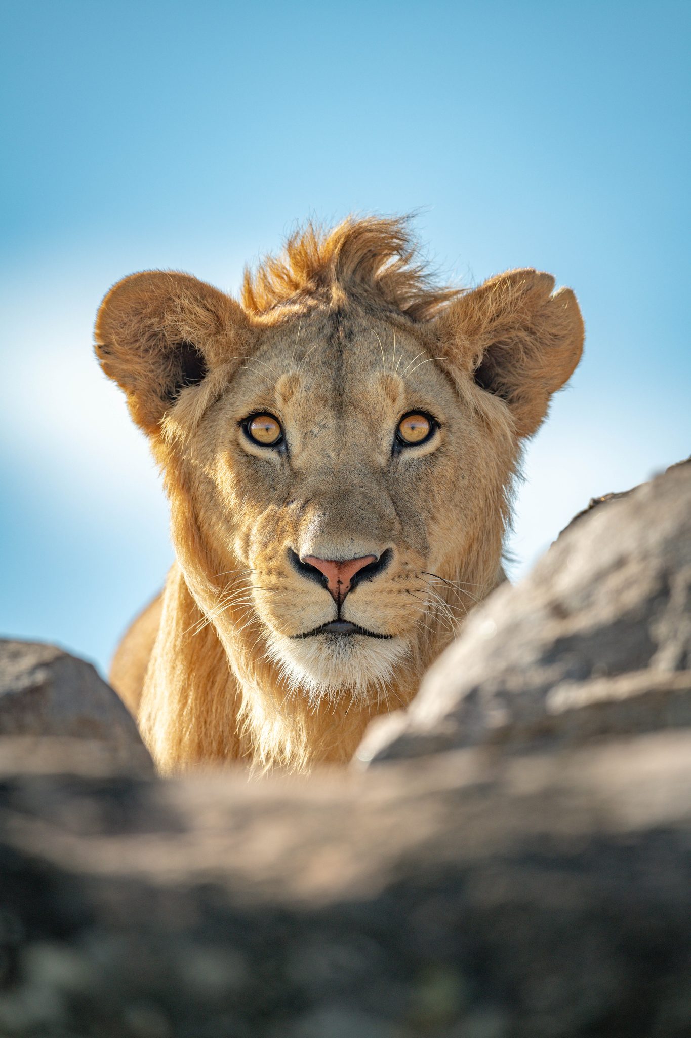Give me a lion - on the rocks. Wildlife photograph by Nick Dale, finalist in the Shoot The Frame Wildlife photography award, January 2023