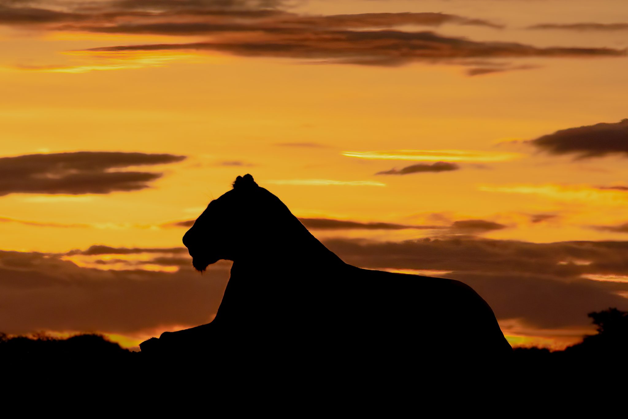 Low Profile. Wildlife photograph by Nick Dale, finalist in the Shoot The Frame Wildlife photography award, January 2023