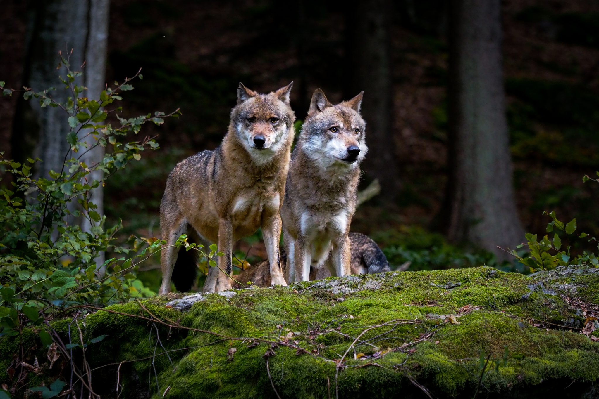 A touch of friendship, Czech Republic. Wildlife photograph by Tomas Vanourek, finalist in the Shoot The Frame Wildlife photography award, February 2023